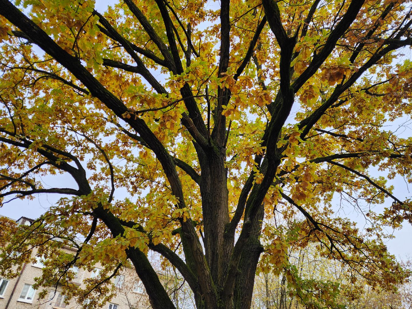 благоустойство, жители, общество, власть, оперативный объезд, памятник живой природы, достопримечательность,