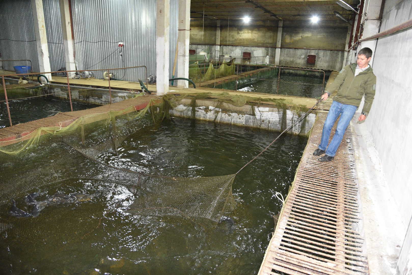 лотошино, лотофиш, экономика, сельское хозяйство, рыбоводческое хозяйство,