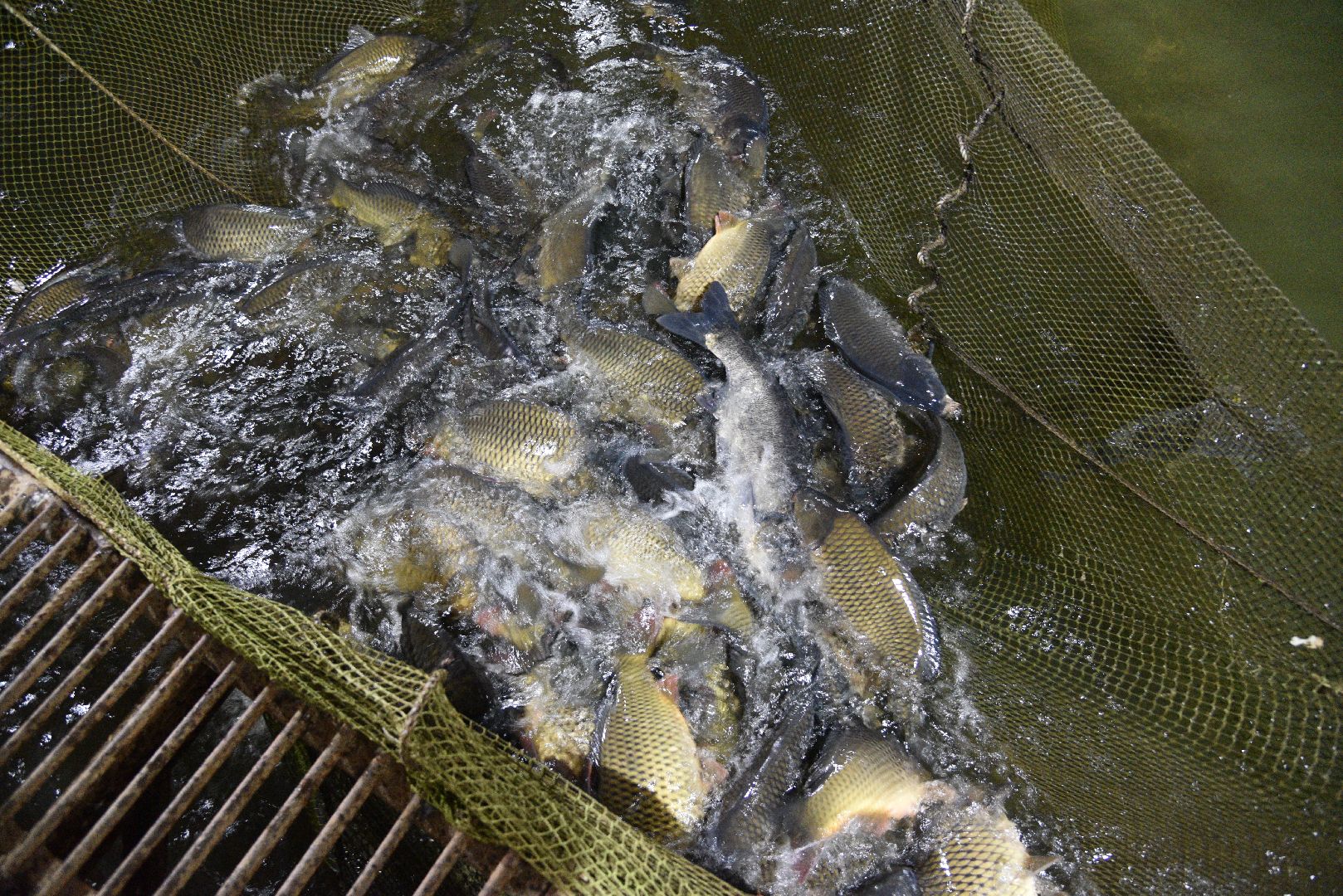 лотошино, лотофиш, экономика, сельское хозяйство, рыбоводческое хозяйство,