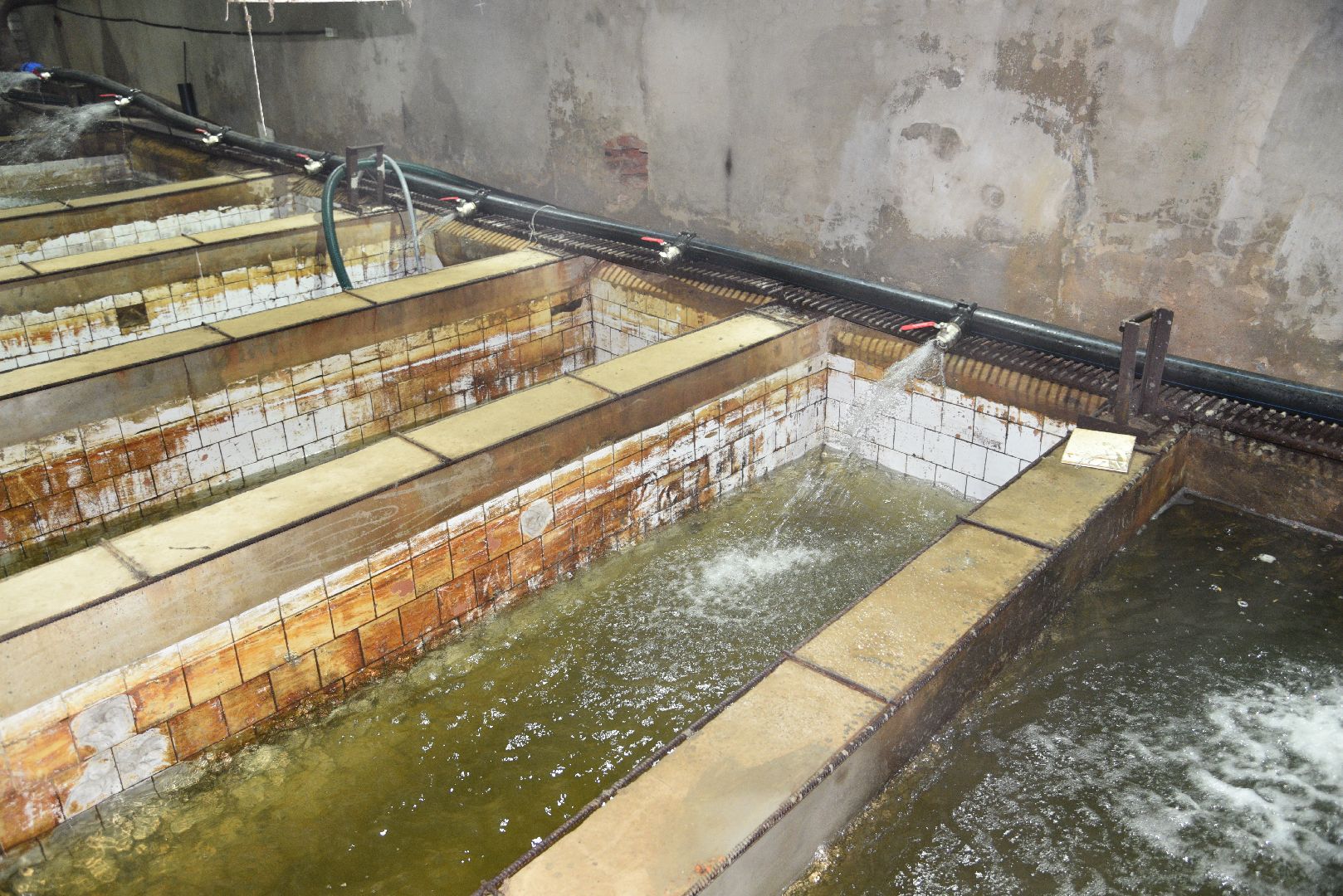 лотошино, лотофиш, экономика, сельское хозяйство, рыбоводческое хозяйство,