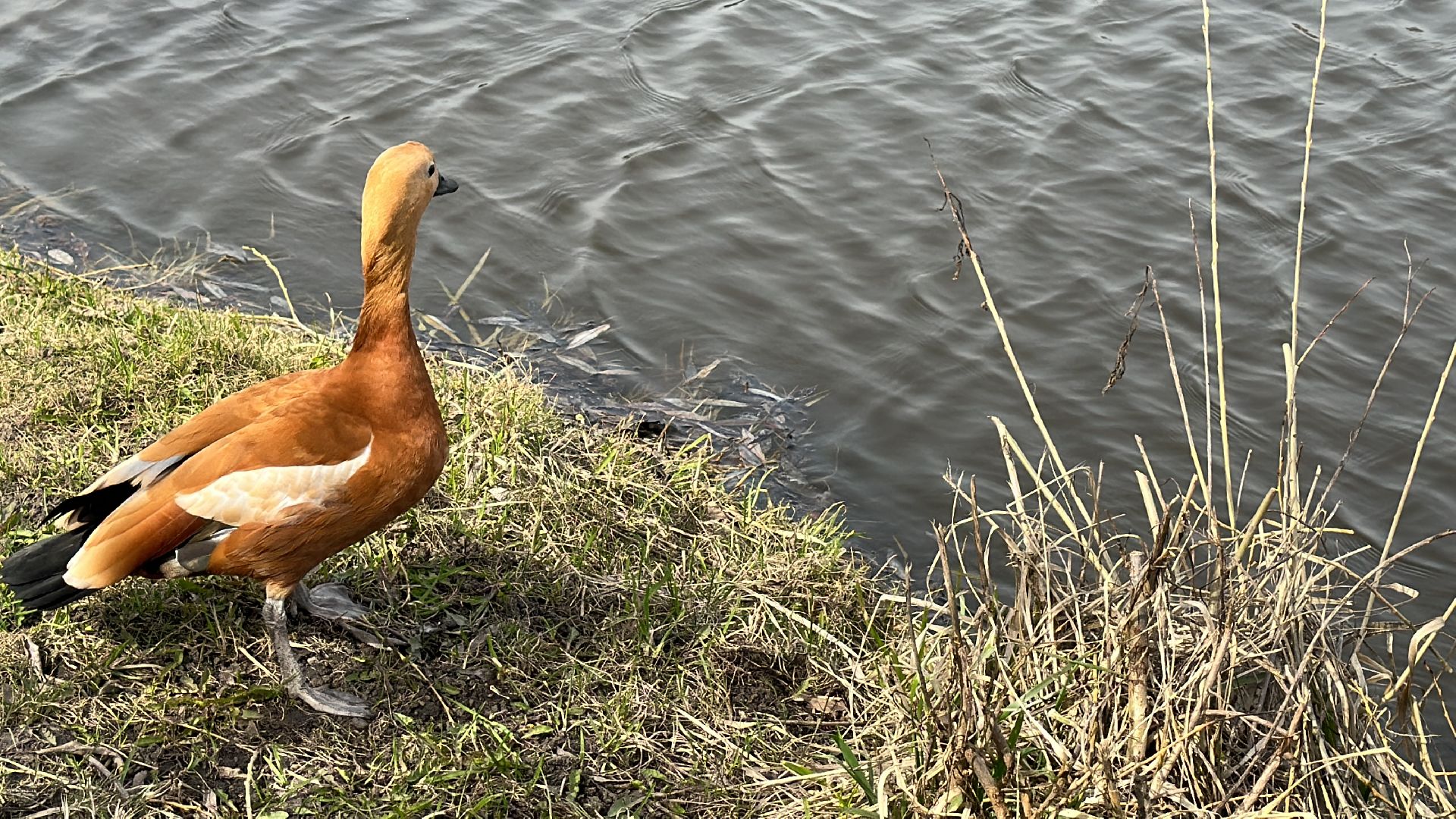 Солманово, Одинцово, Благоустройство, Экология