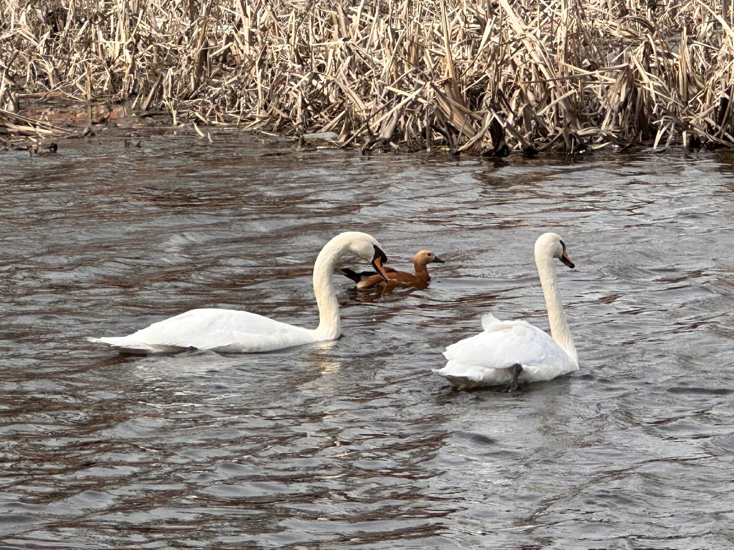 Солманово, Одинцово, Благоустройство, Экология