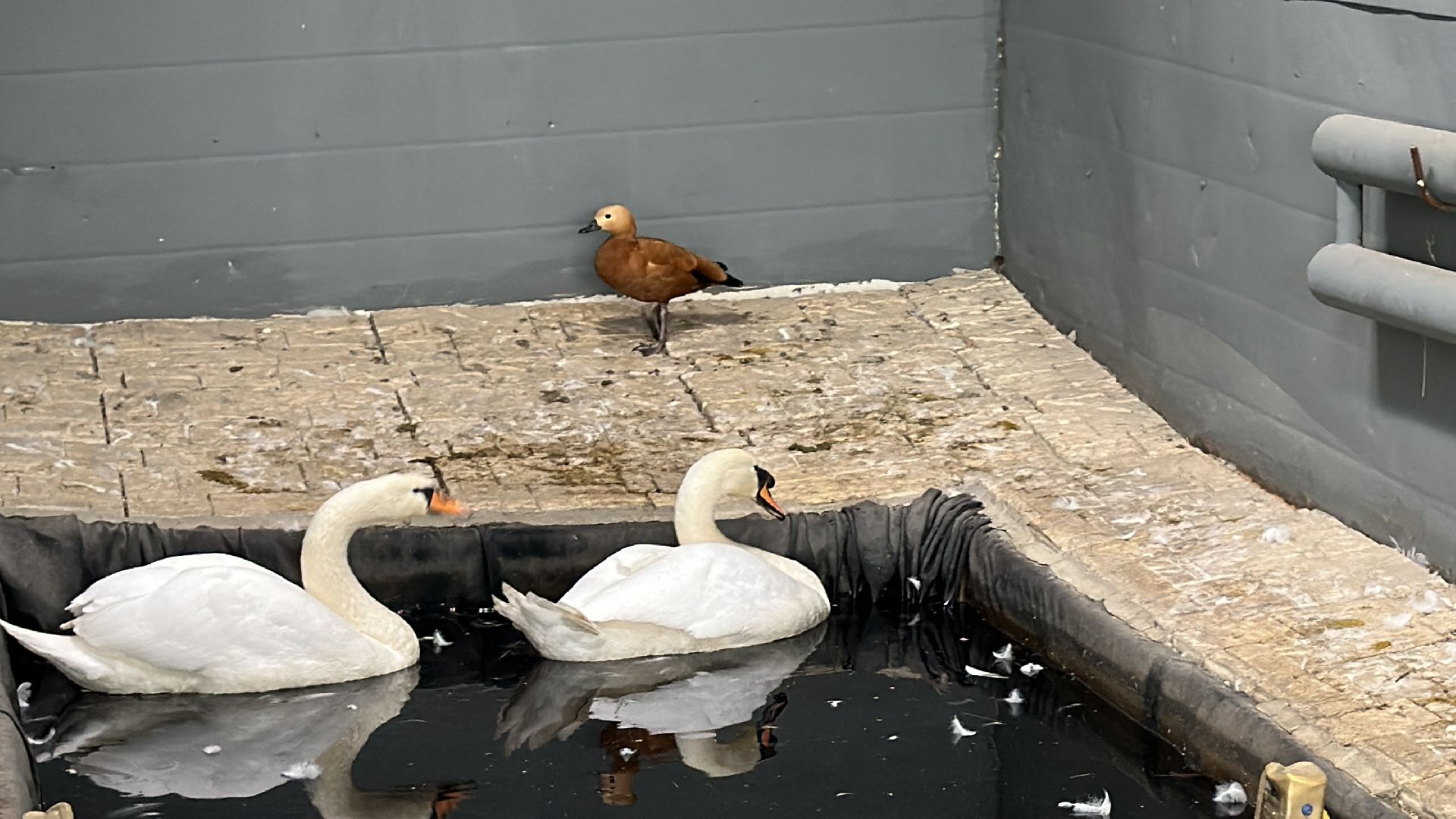 Солманово, Одинцово, Благоустройство, Экология