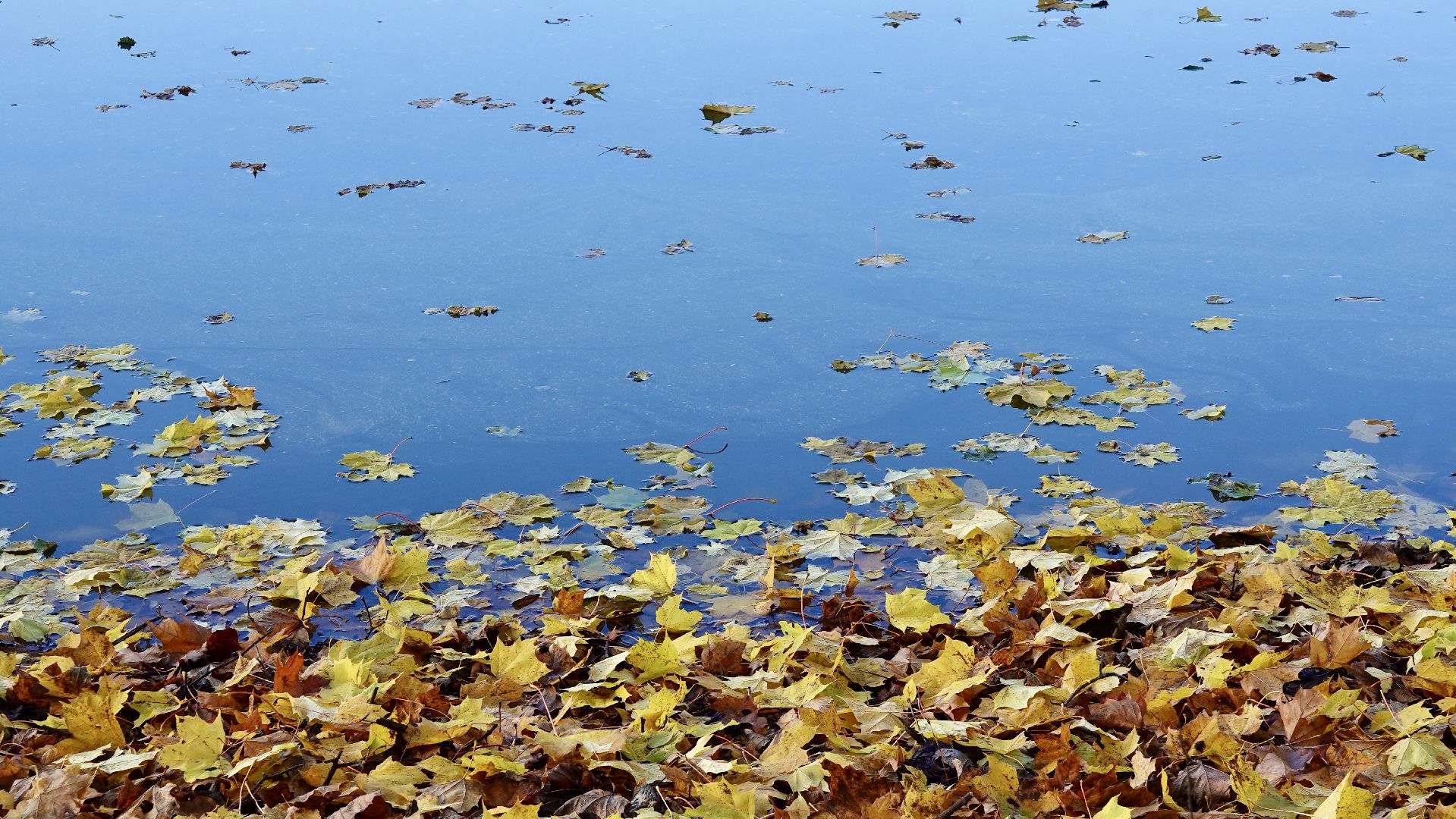 Экология, Сергиево-Посадский городской округ, Очистка прудов, По просьбам жителей,