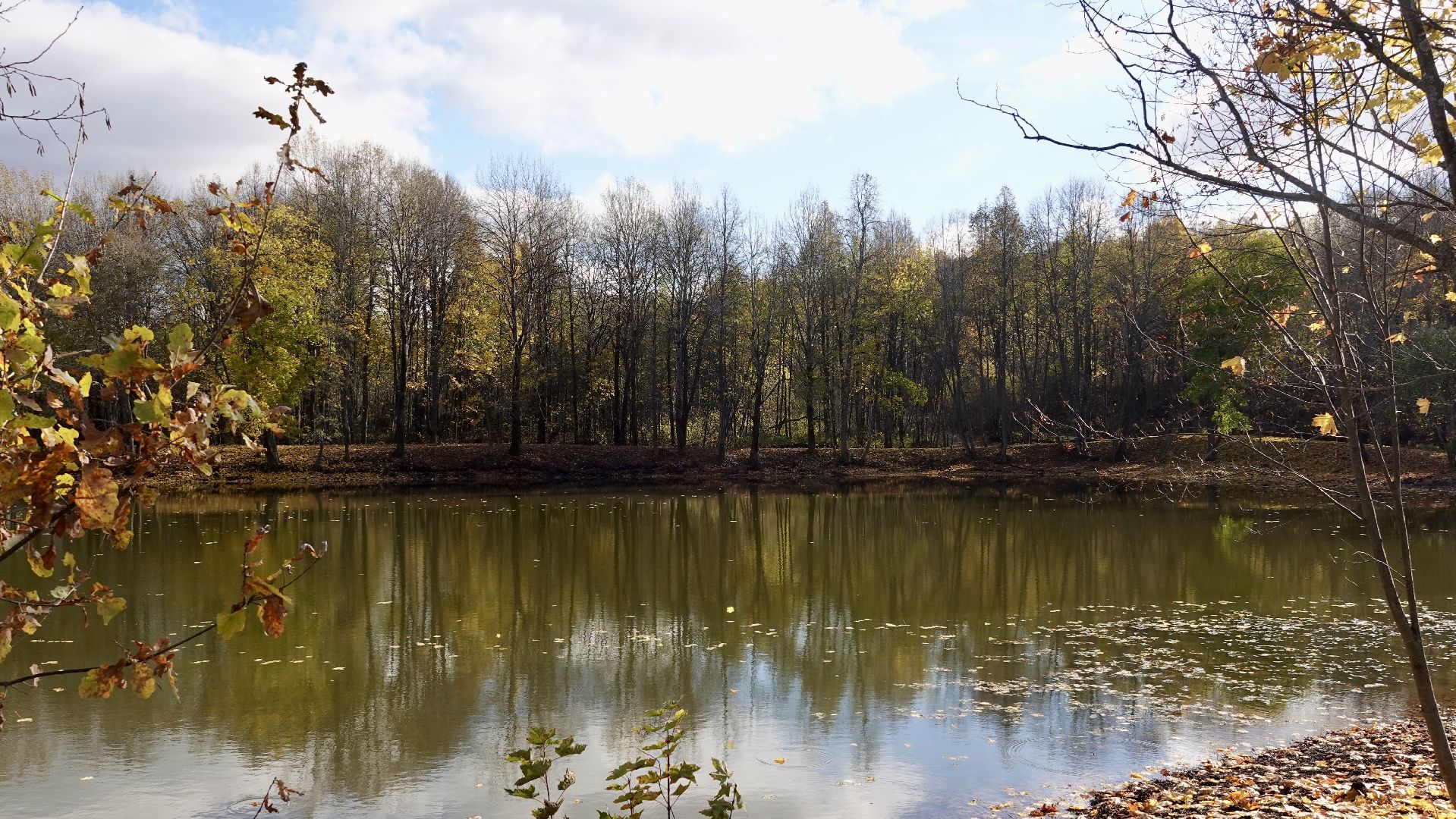 Экология, Сергиево-Посадский городской округ, Очистка прудов, По просьбам жителей,