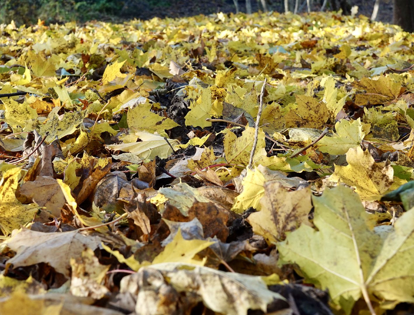 Экология, Сергиево-Посадский городской округ, Очистка прудов, По просьбам жителей,