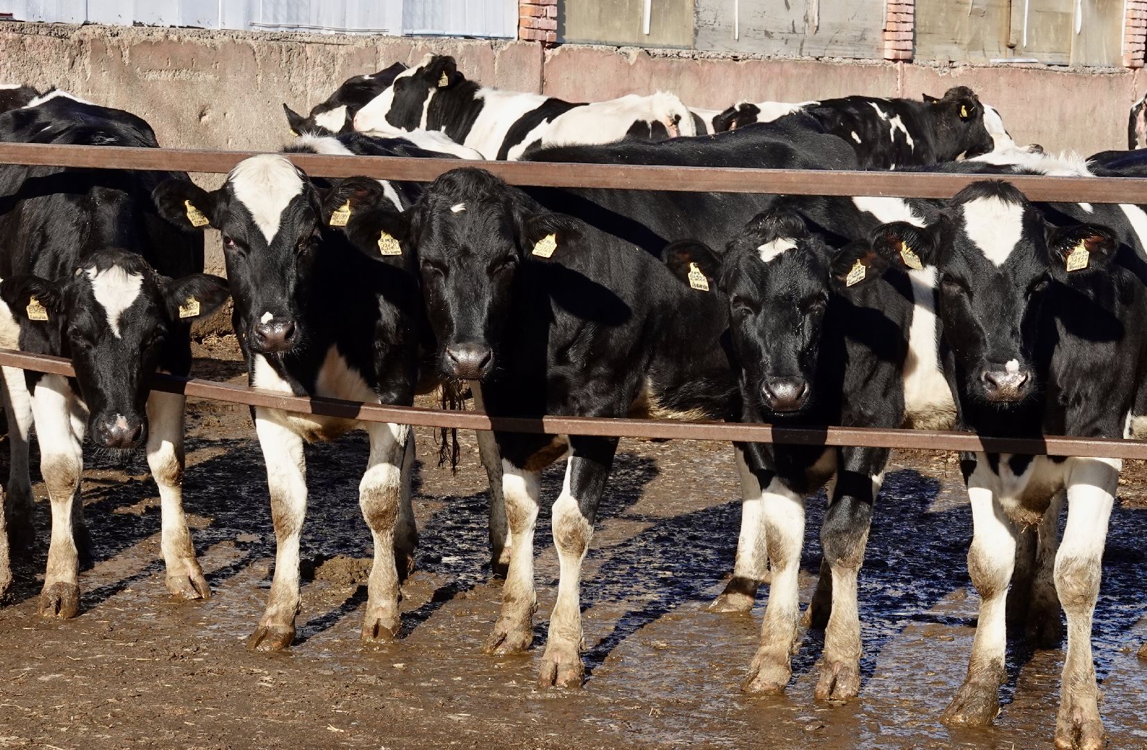 Сергиево-Посадский городской округ, Кузьмино, Сельское хозяйство, Инновации,