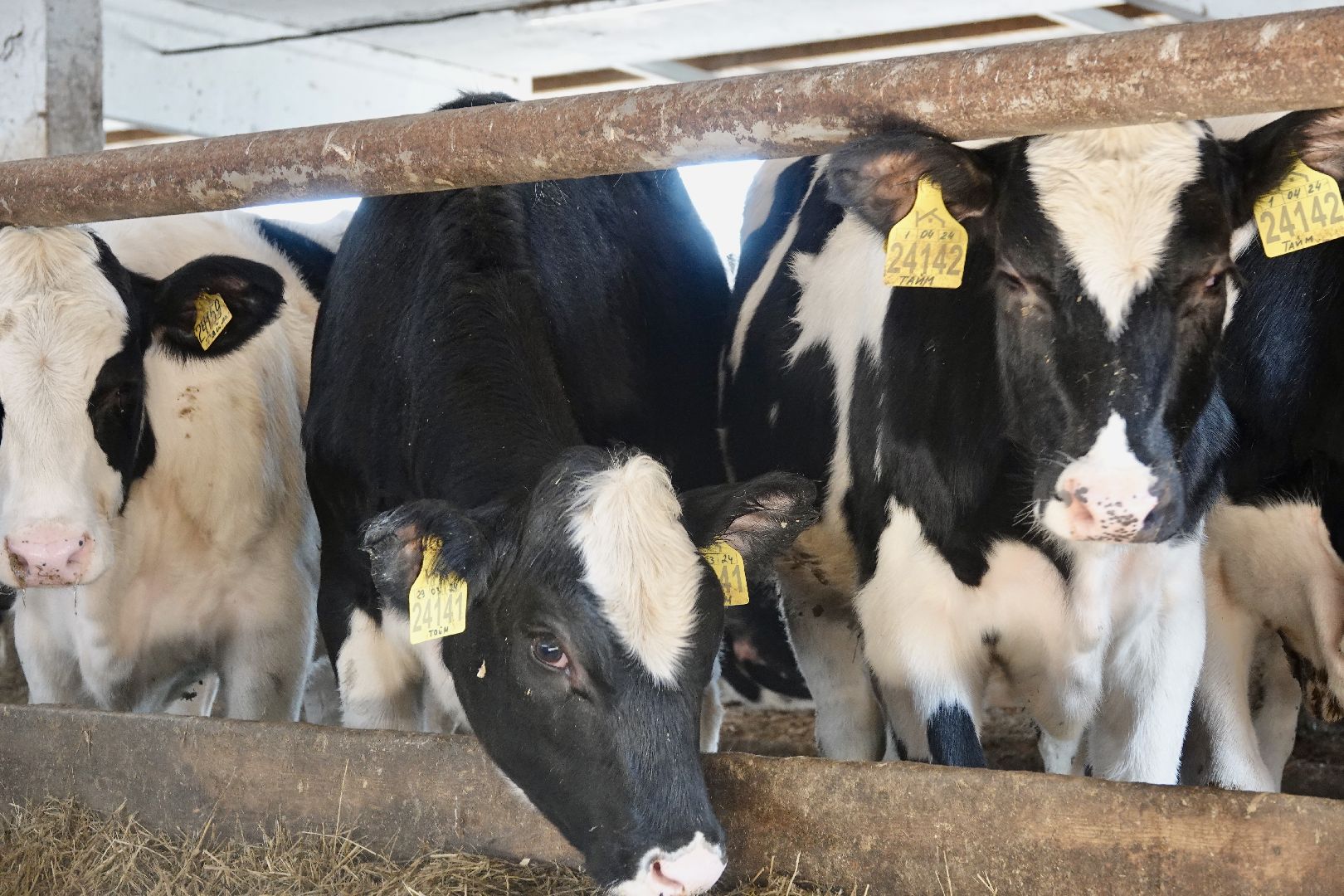 Сергиево-Посадский городской округ, Кузьмино, Сельское хозяйство, Инновации,