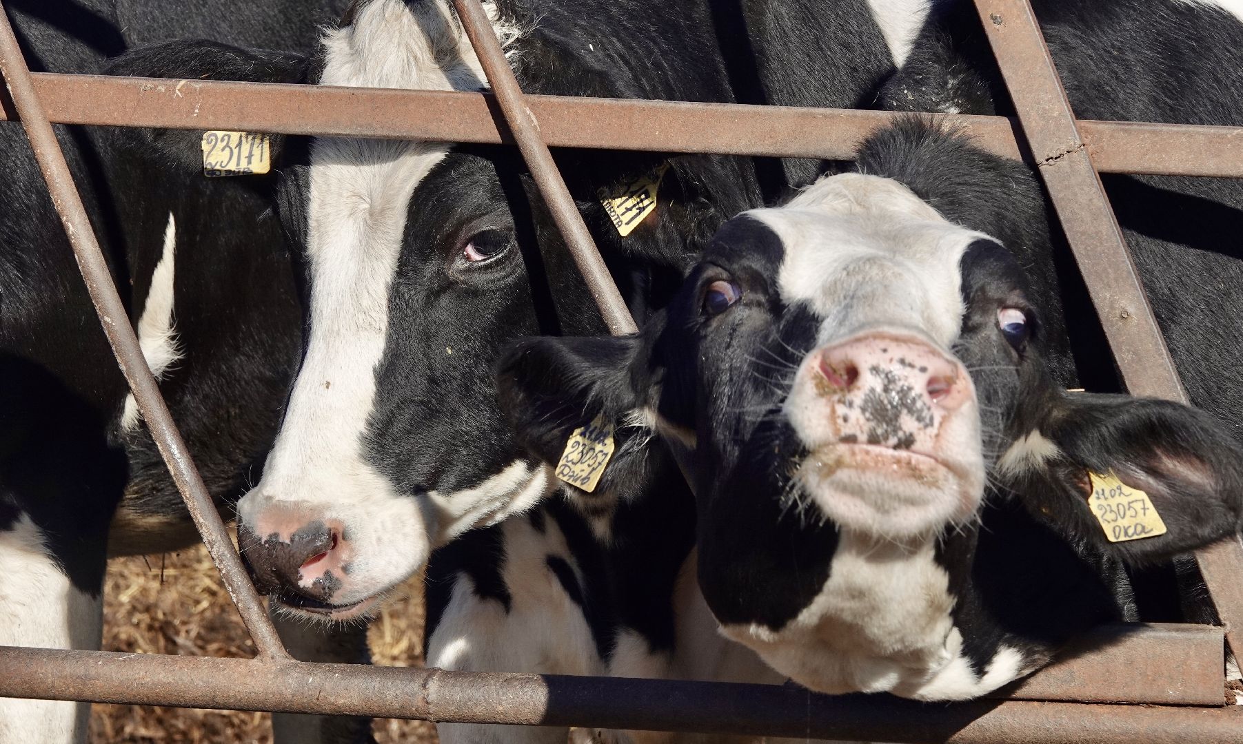 Сергиево-Посадский городской округ, Кузьмино, Сельское хозяйство, Инновации,