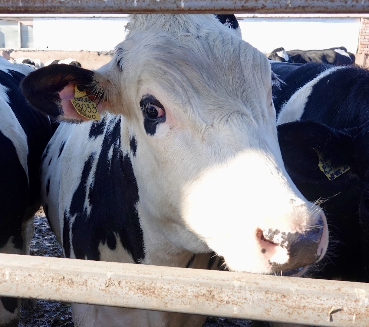 Сергиево-Посадский городской округ, Кузьмино, Сельское хозяйство, Инновации,