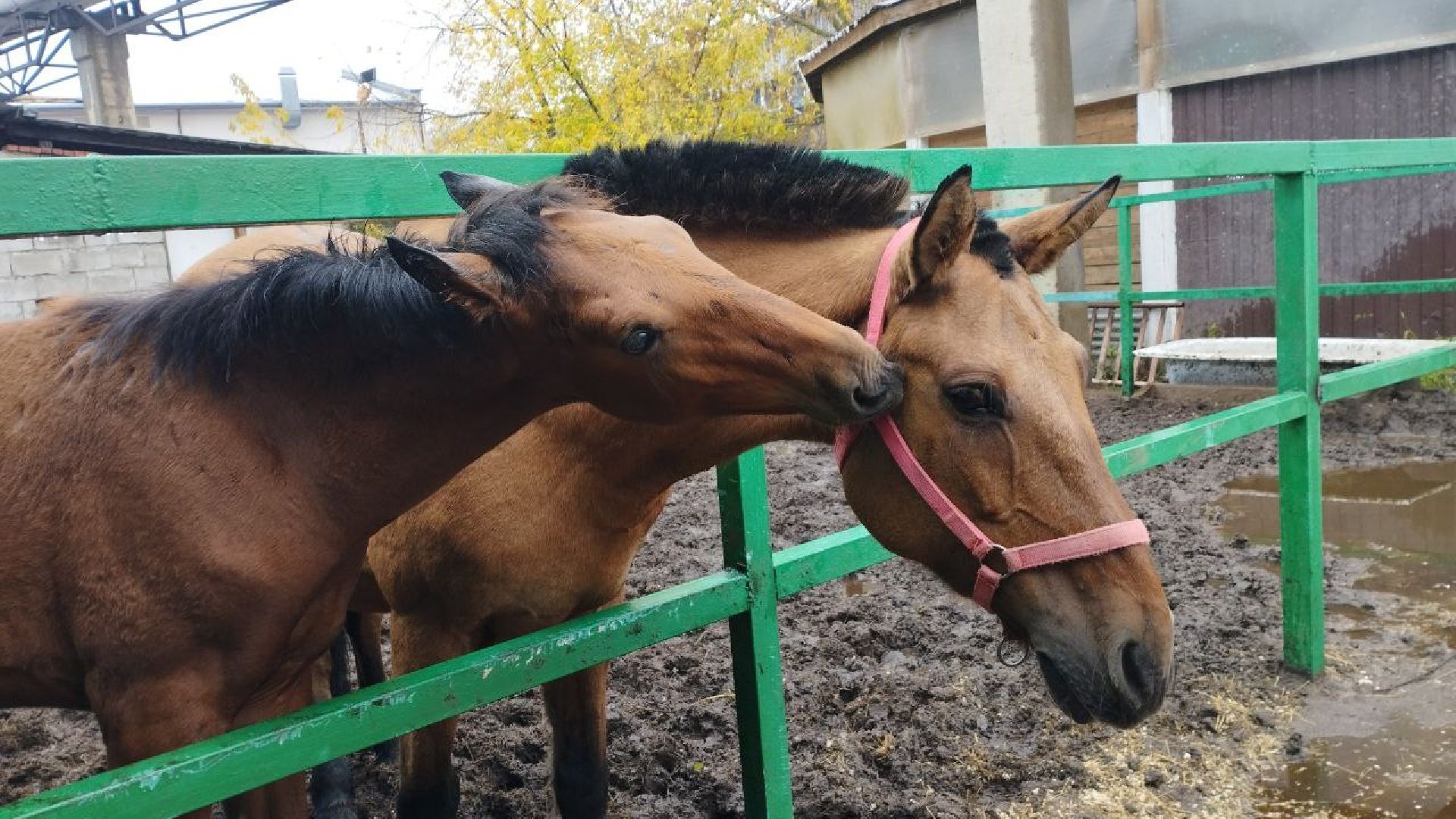 ивантеевка, пушкинский, иппотерапия, дети с овз, конный клуб, психология,
