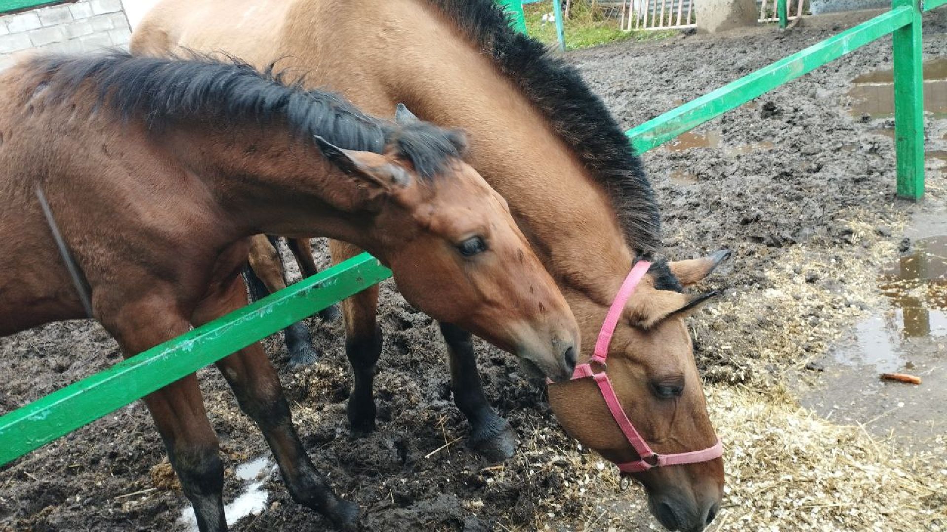 ивантеевка, пушкинский, иппотерапия, дети с овз, конный клуб, психология,