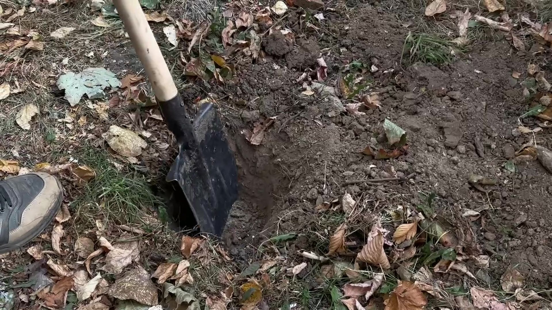 Реутов, двор, благоустройство, деревья, кустарники,