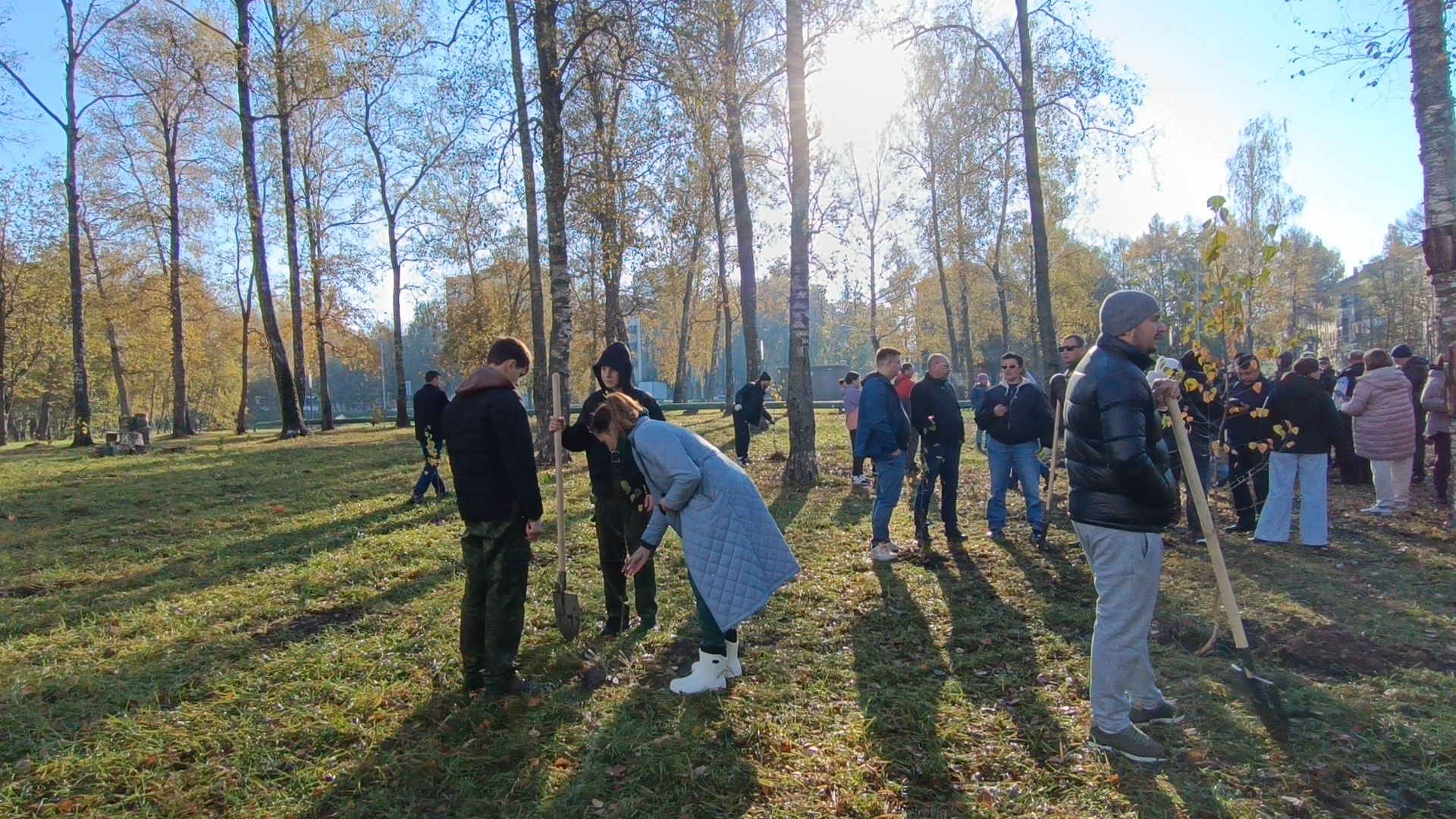 озеленение, лобня, посадка деревьев,