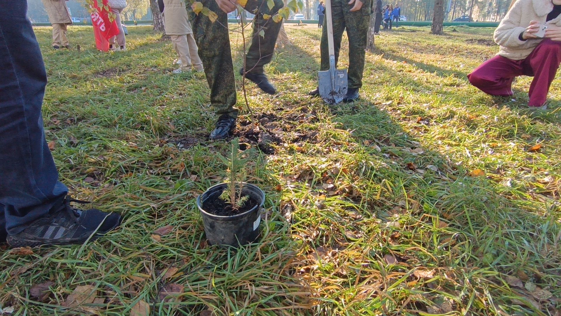 озеленение, лобня, посадка деревьев,