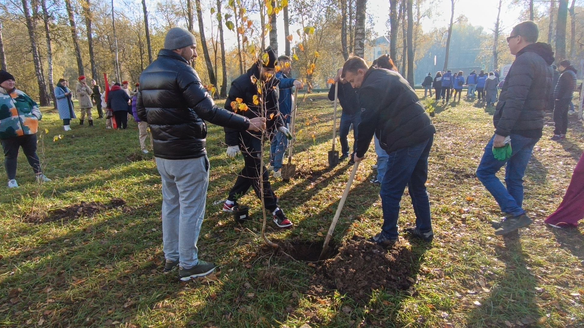 озеленение, лобня, посадка деревьев,