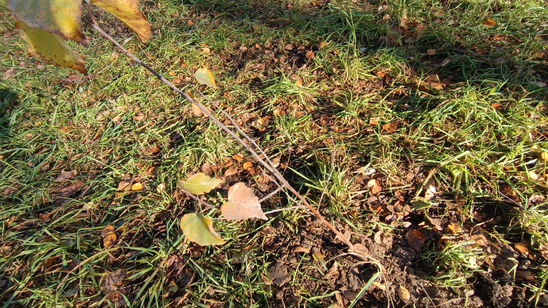 озеленение, лобня, посадка деревьев,