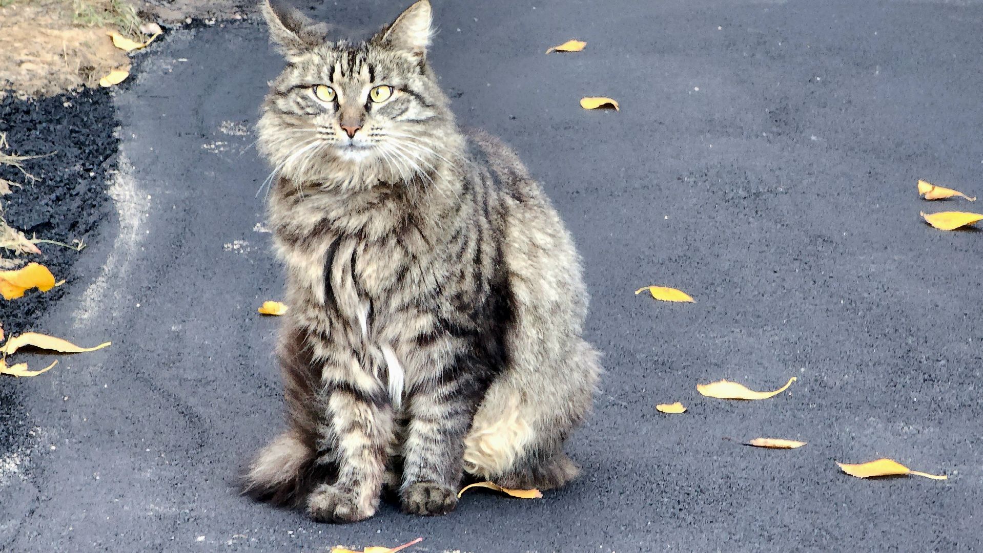 укладка асфальта, тротуары, Лобня,