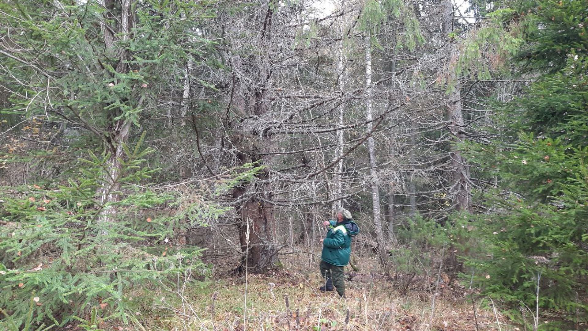 шаховская, лесничие, лесная охрана,