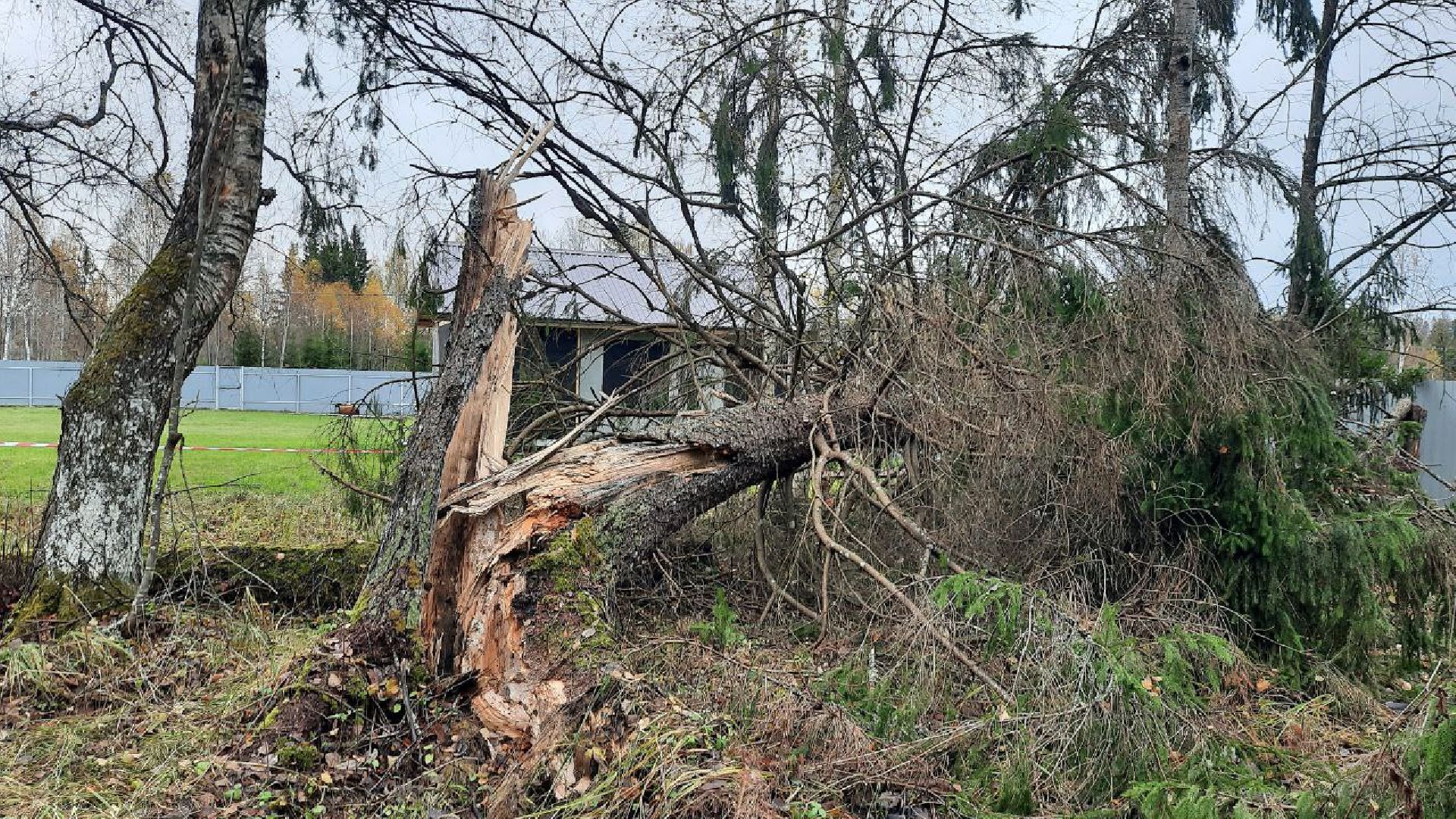 шаховская, лесничие, лесная охрана,