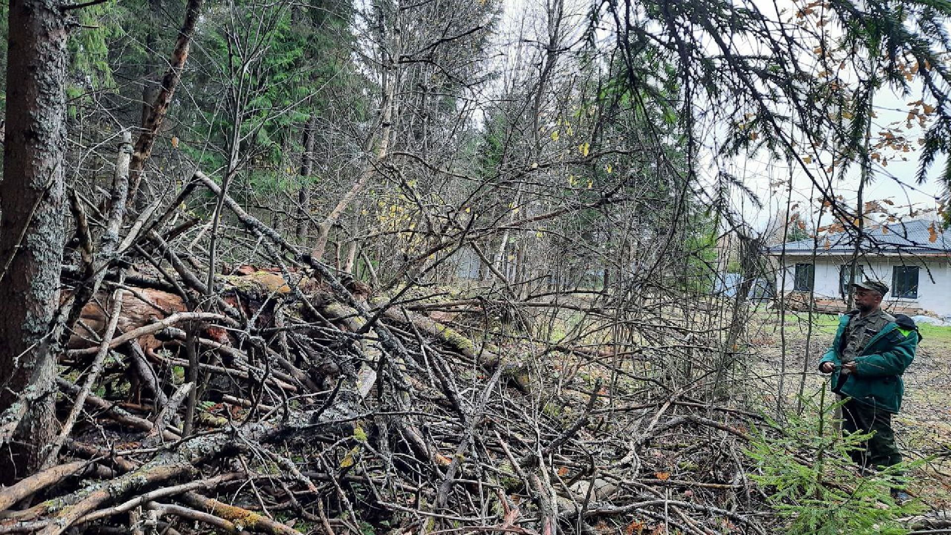 шаховская, лесничие, лесная охрана,