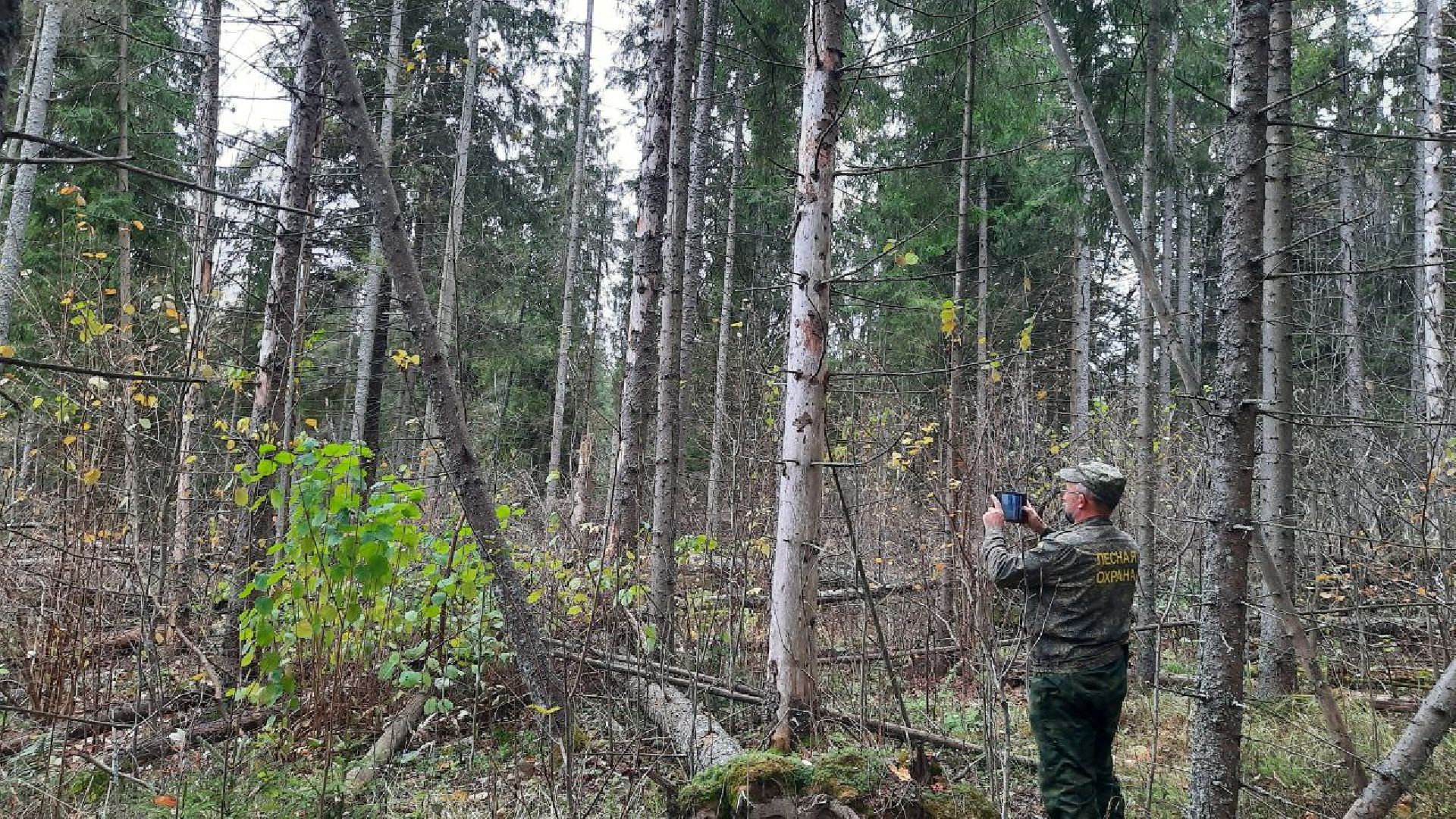 шаховская, лесничие, лесная охрана,