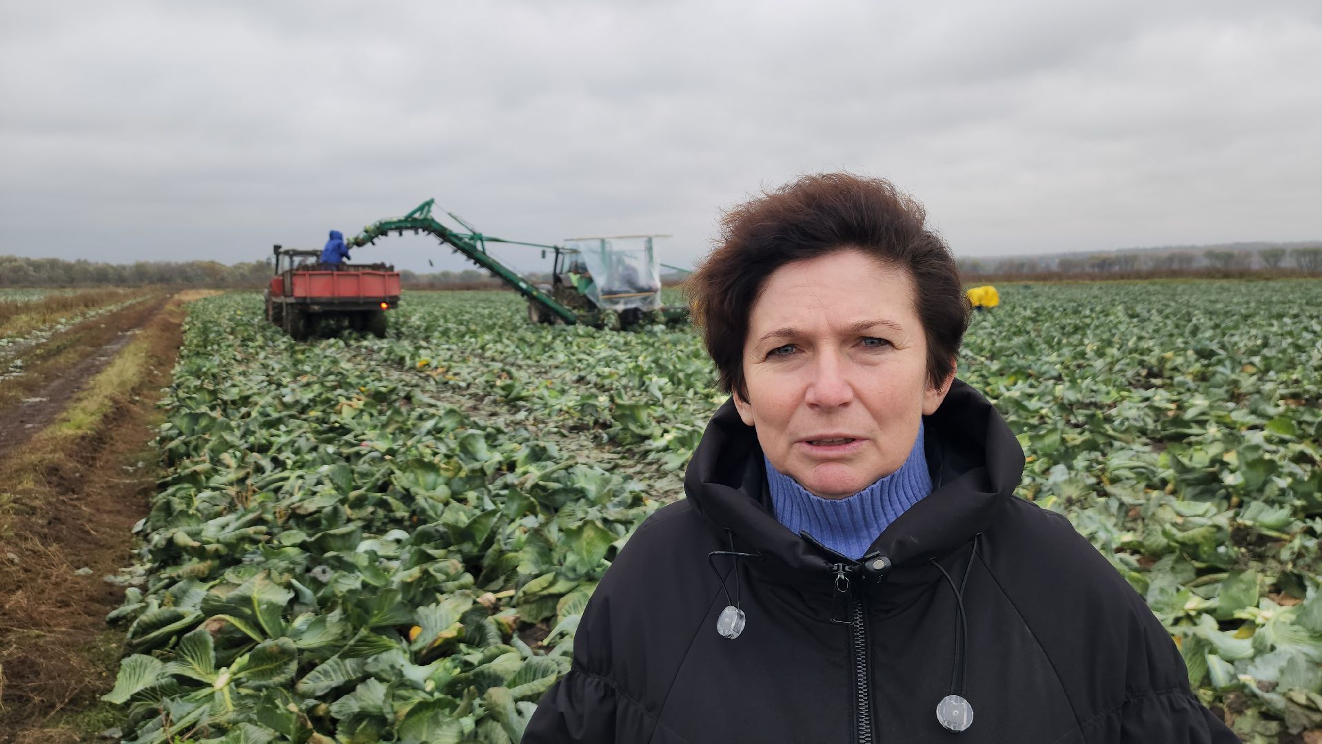 серпухов, ао дашковка, сельское хозяйство, уборка урожая, капуста, пойма Оки,