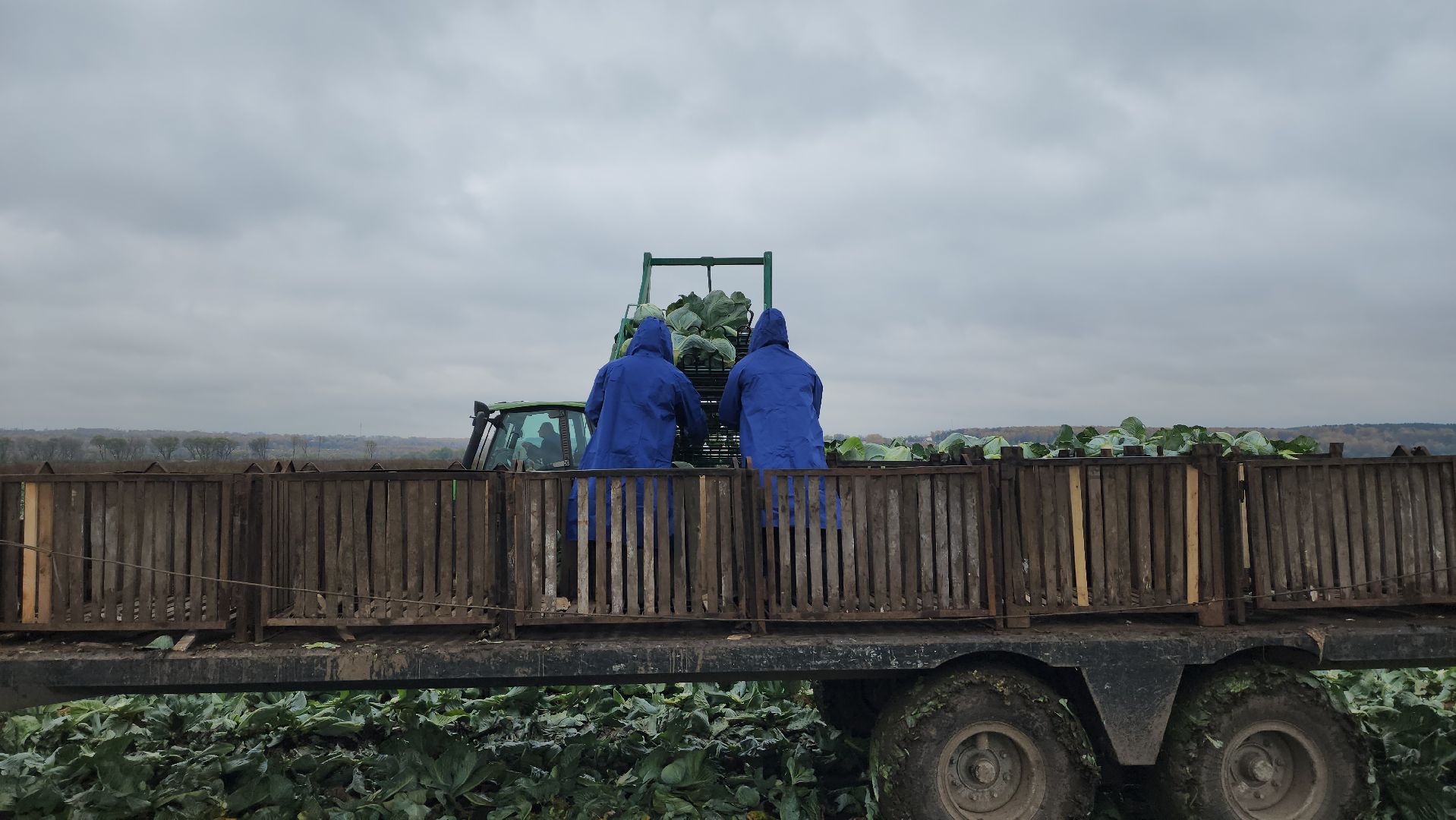 серпухов, ао дашковка, сельское хозяйство, уборка урожая, капуста, пойма Оки,