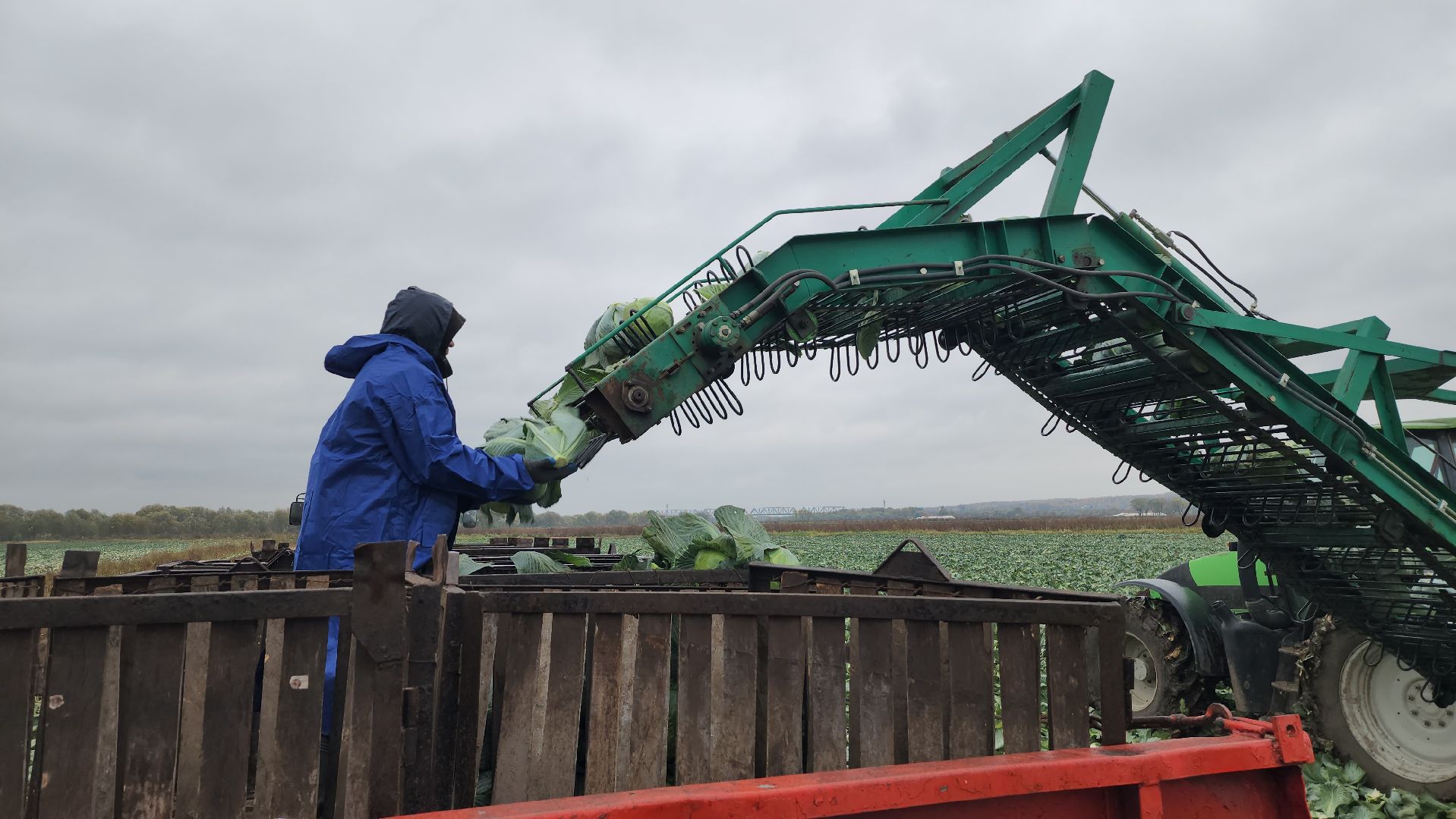 серпухов, ао дашковка, сельское хозяйство, уборка урожая, капуста, пойма Оки,