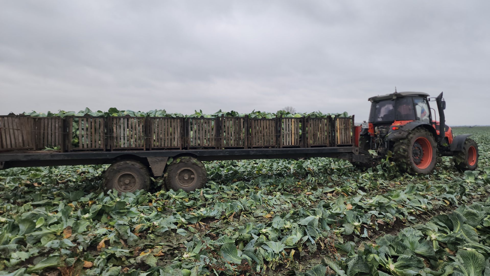 серпухов, ао дашковка, сельское хозяйство, уборка урожая, капуста, пойма Оки,