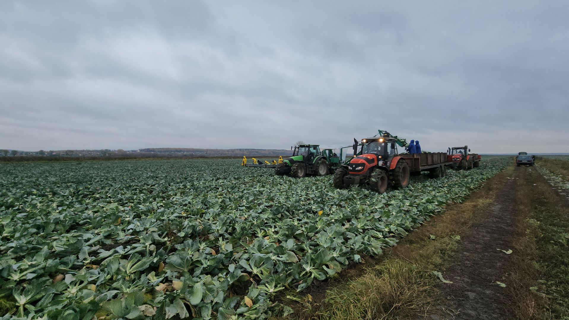 серпухов, ао дашковка, сельское хозяйство, уборка урожая, капуста, пойма Оки,
