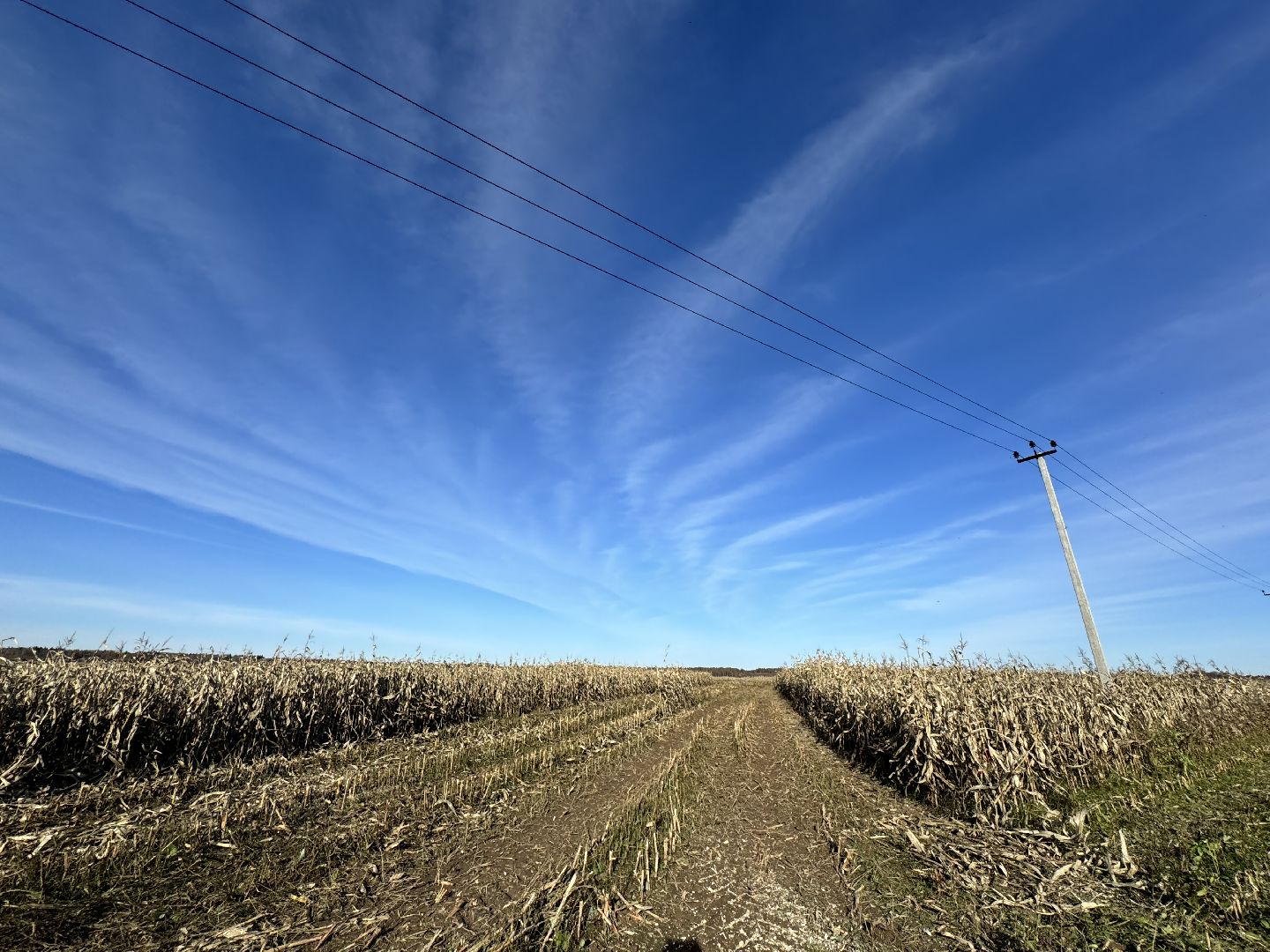 шаховская, сельское хозяйство, урожай,уборка урожая, кукуруза,