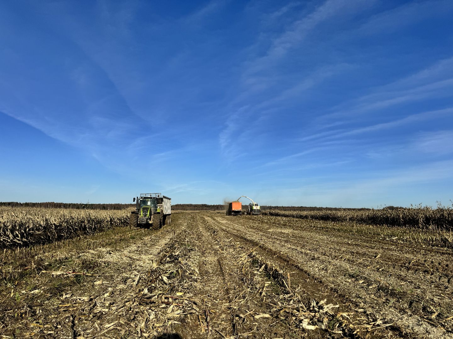 шаховская, сельское хозяйство, урожай,уборка урожая, кукуруза,