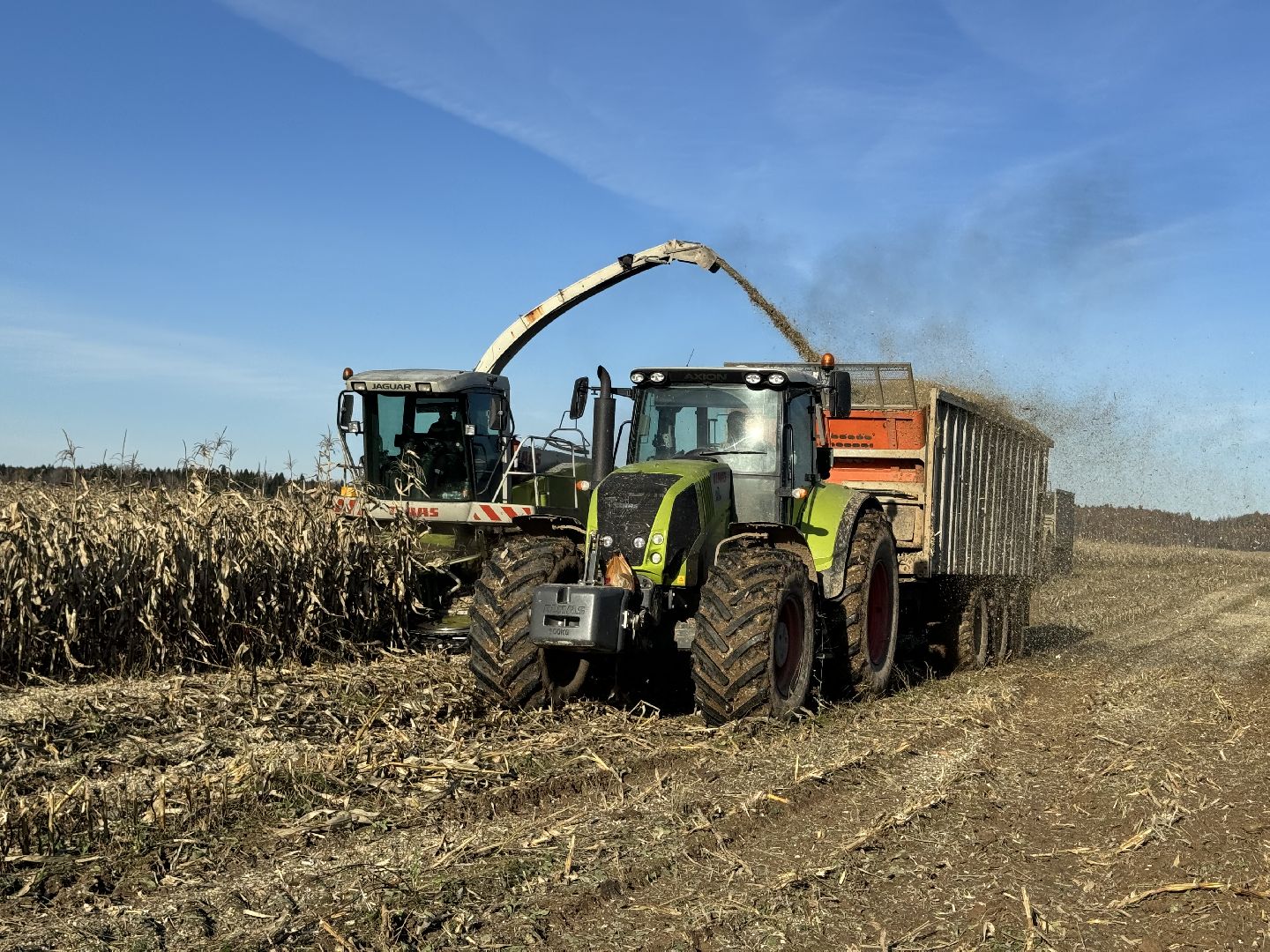 шаховская, сельское хозяйство, урожай,уборка урожая, кукуруза,