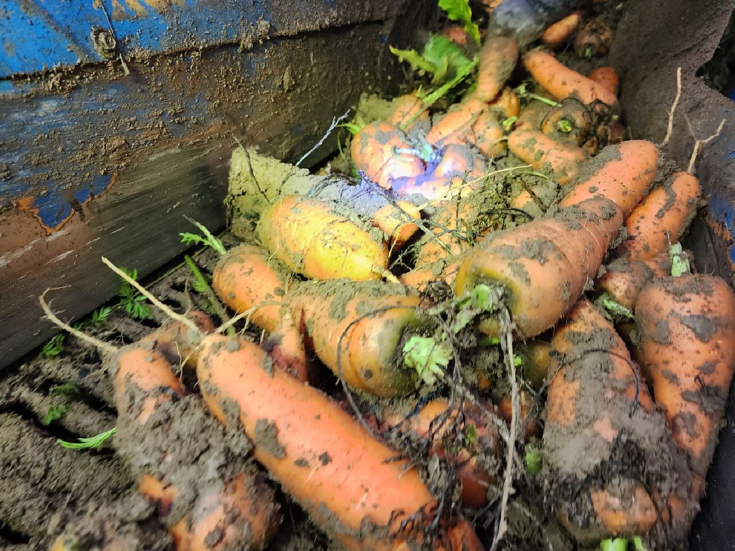 можайск, можайский городской округ, подмосковье, сельское хозяйство, сбор урожая, морковь, картофель, сбор овощей, крестьянско-фермерское хозяйство, хороший урожай,