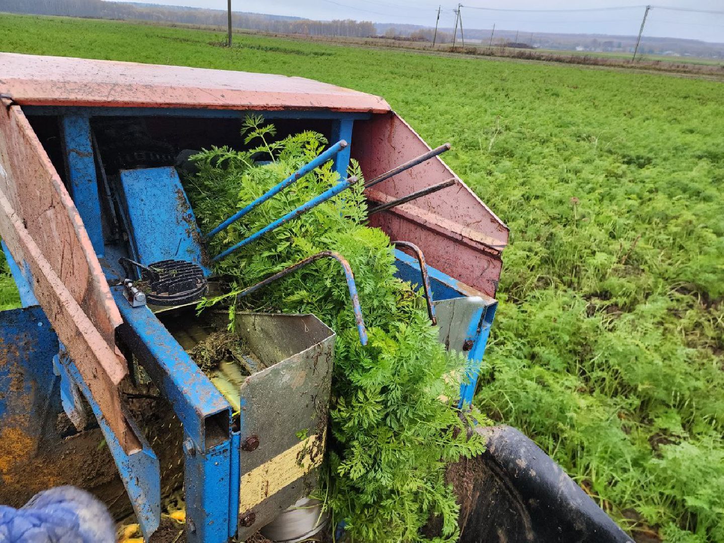 можайск, можайский городской округ, подмосковье, сельское хозяйство, сбор урожая, морковь, картофель, сбор овощей, крестьянско-фермерское хозяйство, хороший урожай,
