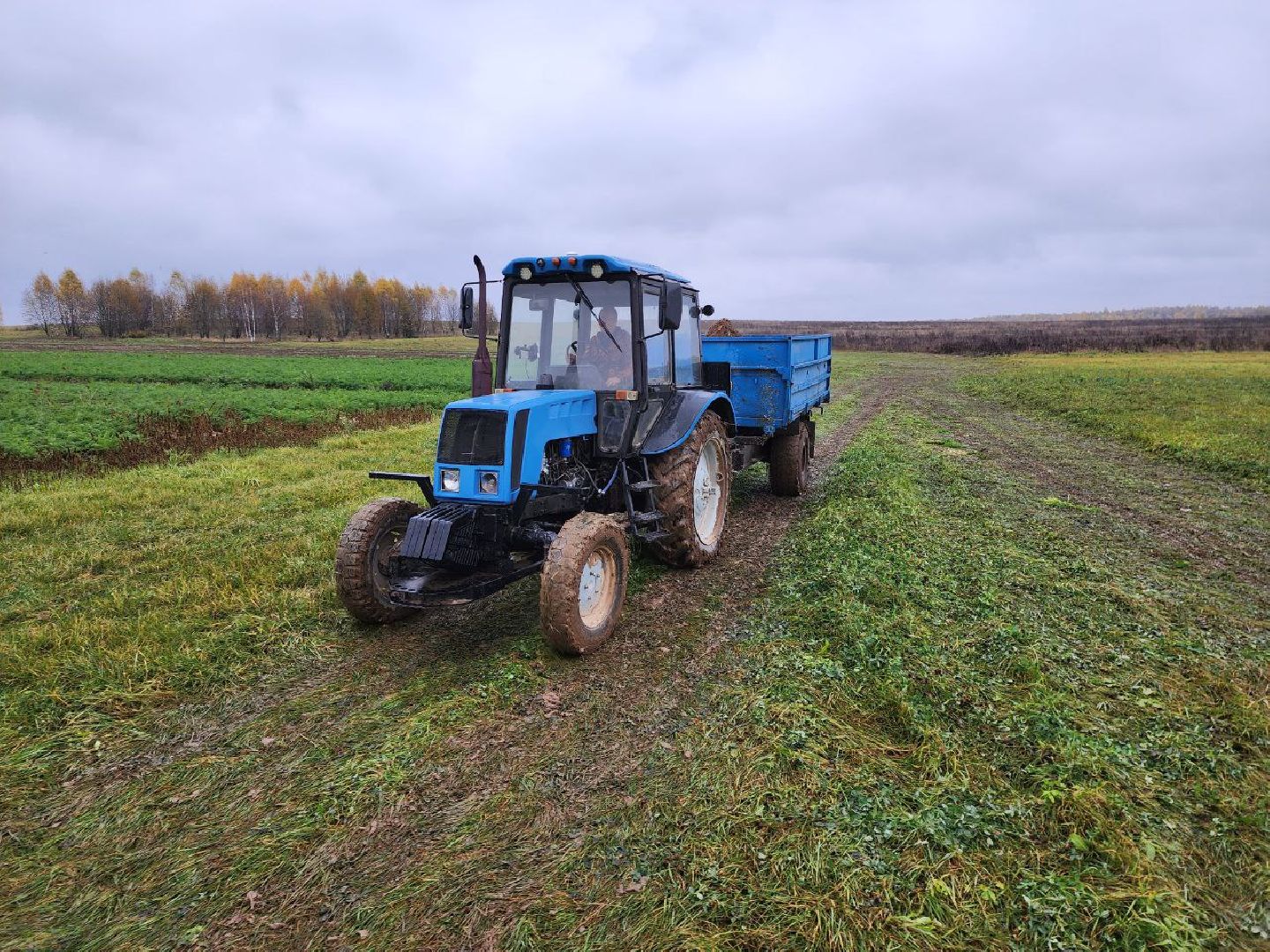 можайск, можайский городской округ, подмосковье, сельское хозяйство, сбор урожая, морковь, картофель, сбор овощей, крестьянско-фермерское хозяйство, хороший урожай,