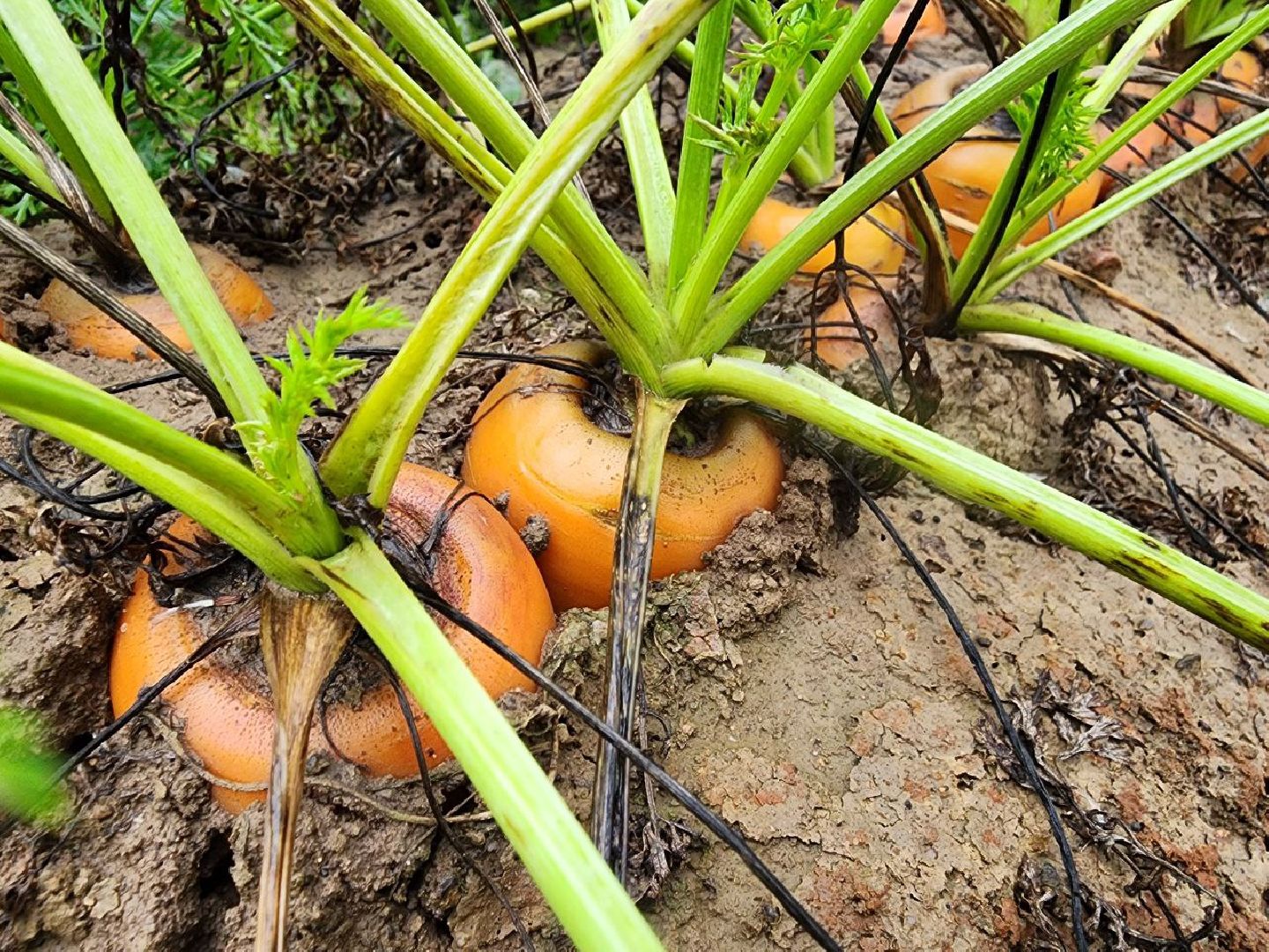 можайск, можайский городской округ, подмосковье, сельское хозяйство, сбор урожая, морковь, картофель, сбор овощей, крестьянско-фермерское хозяйство, хороший урожай,