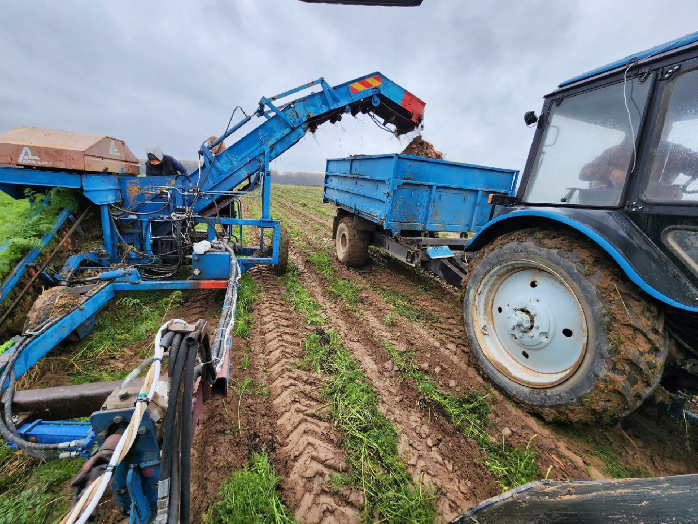 можайск, можайский городской округ, подмосковье, сельское хозяйство, сбор урожая, морковь, картофель, сбор овощей, крестьянско-фермерское хозяйство, хороший урожай,