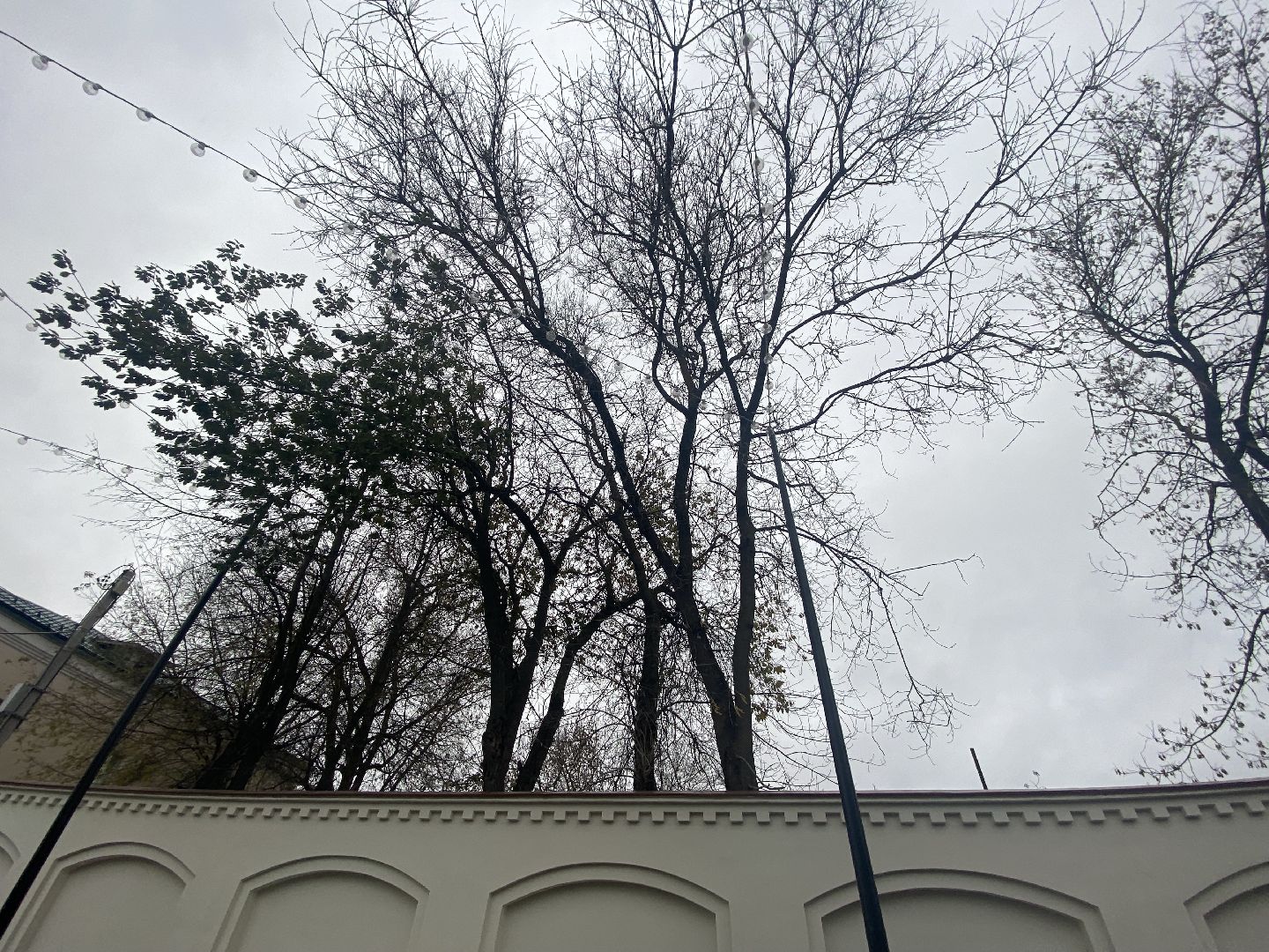 Деревья, Ветки, Рабочие, спиливание веток,