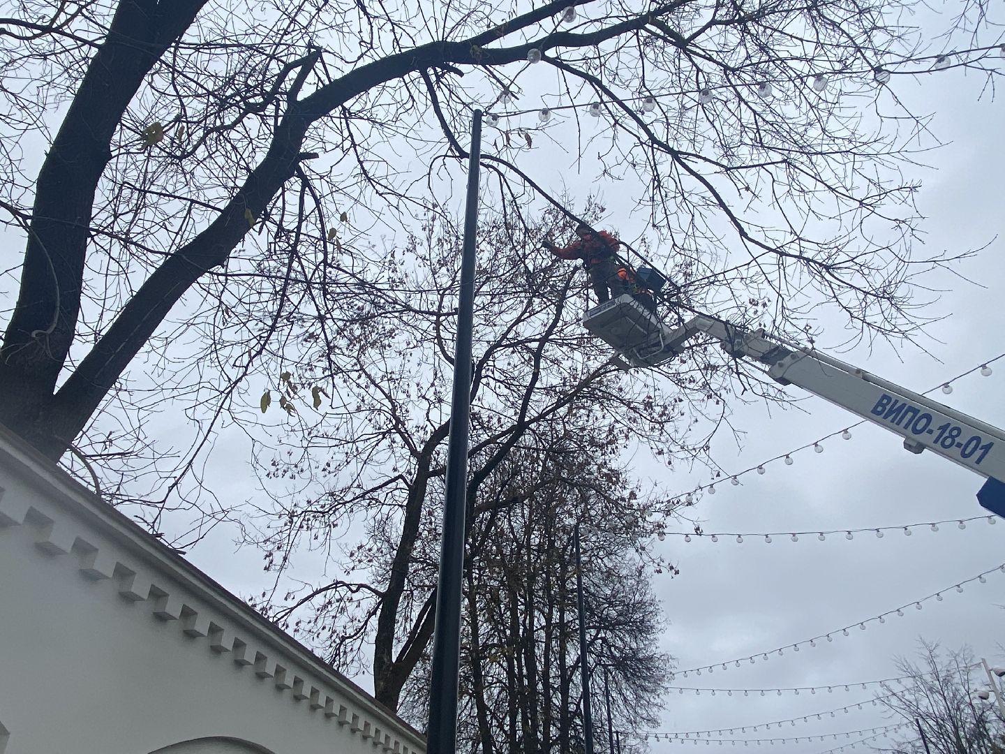 Деревья, Ветки, Рабочие, спиливание веток,