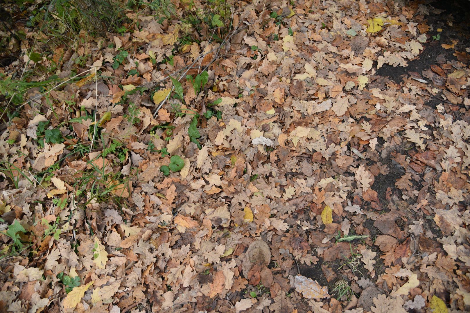 лотошино, кировский, выездная администрация, благоустройство,