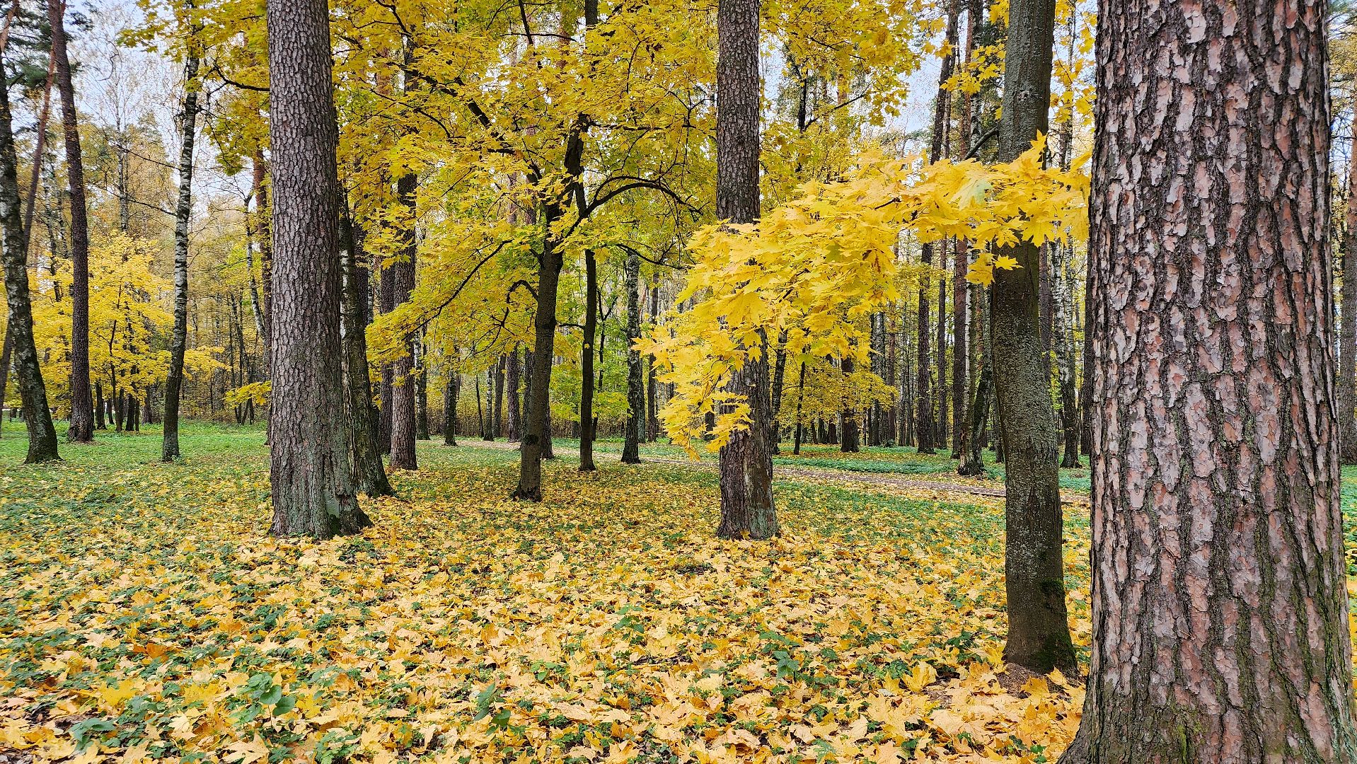 туризм, пешеходный маршрут, Центральный парк, Ногинск, Богородский городской округ,