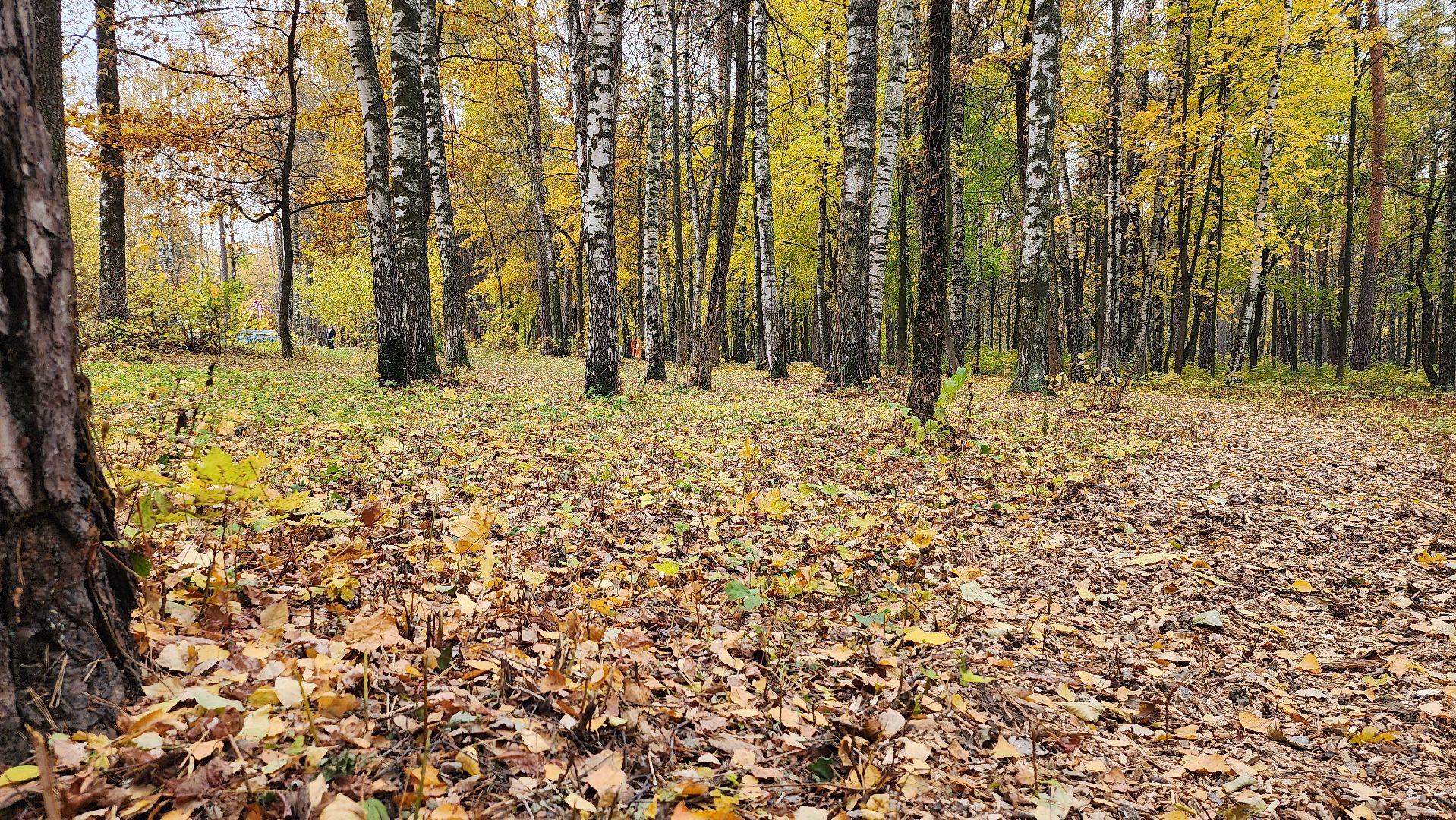 туризм, пешеходный маршрут, Центральный парк, Ногинск, Богородский городской округ,