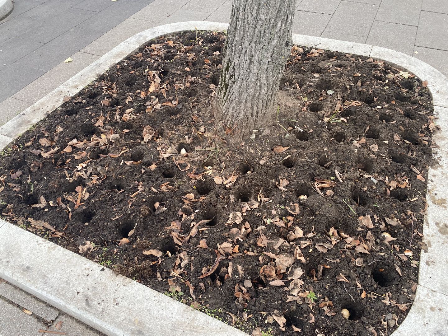 жкх, благоустройство, истра, цветы,