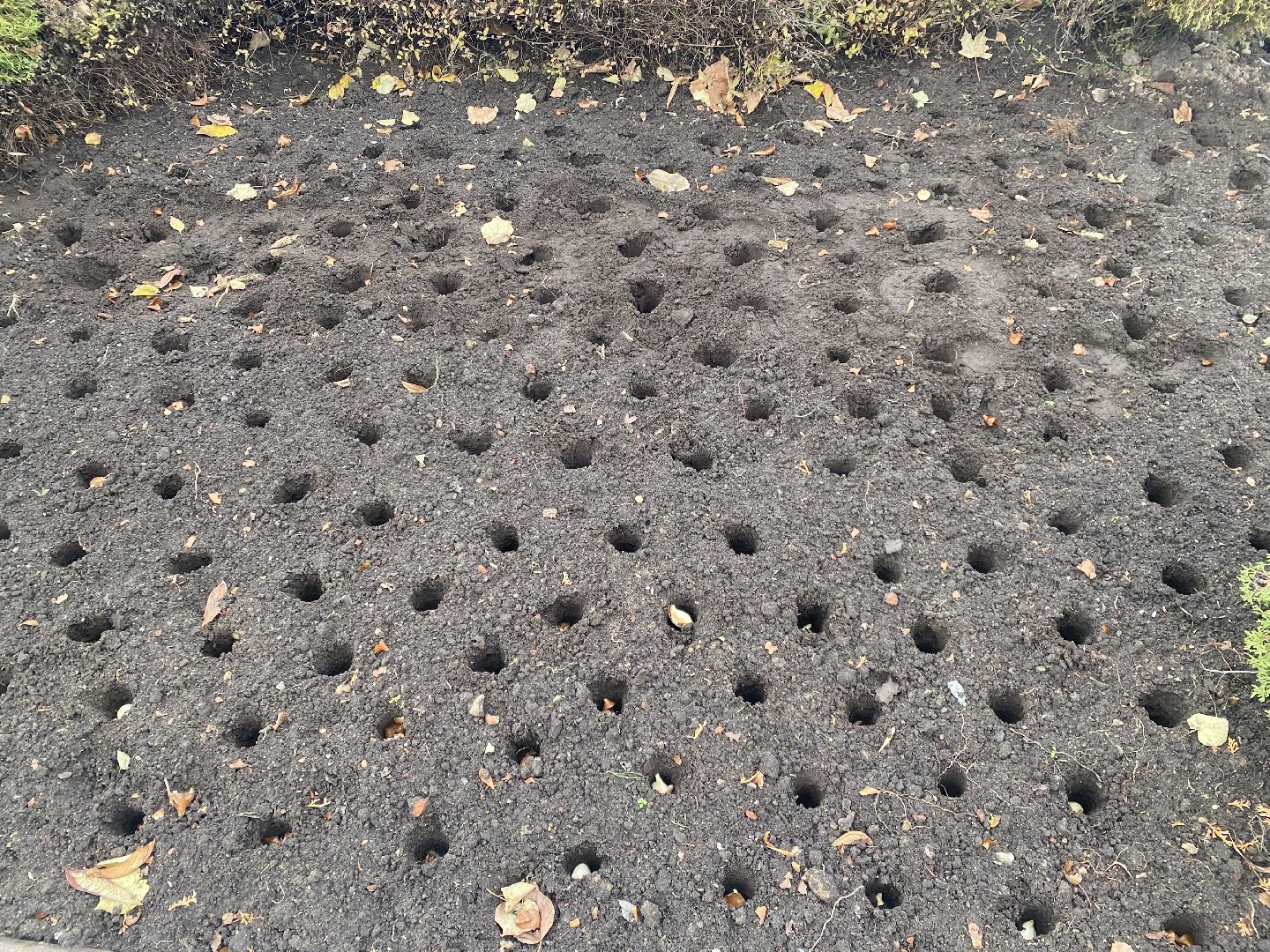 жкх, благоустройство, истра, цветы,