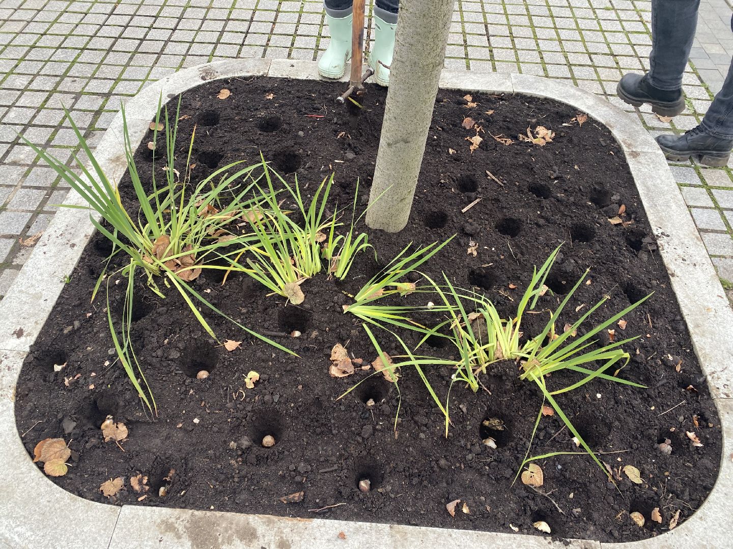 жкх, благоустройство, истра, цветы,