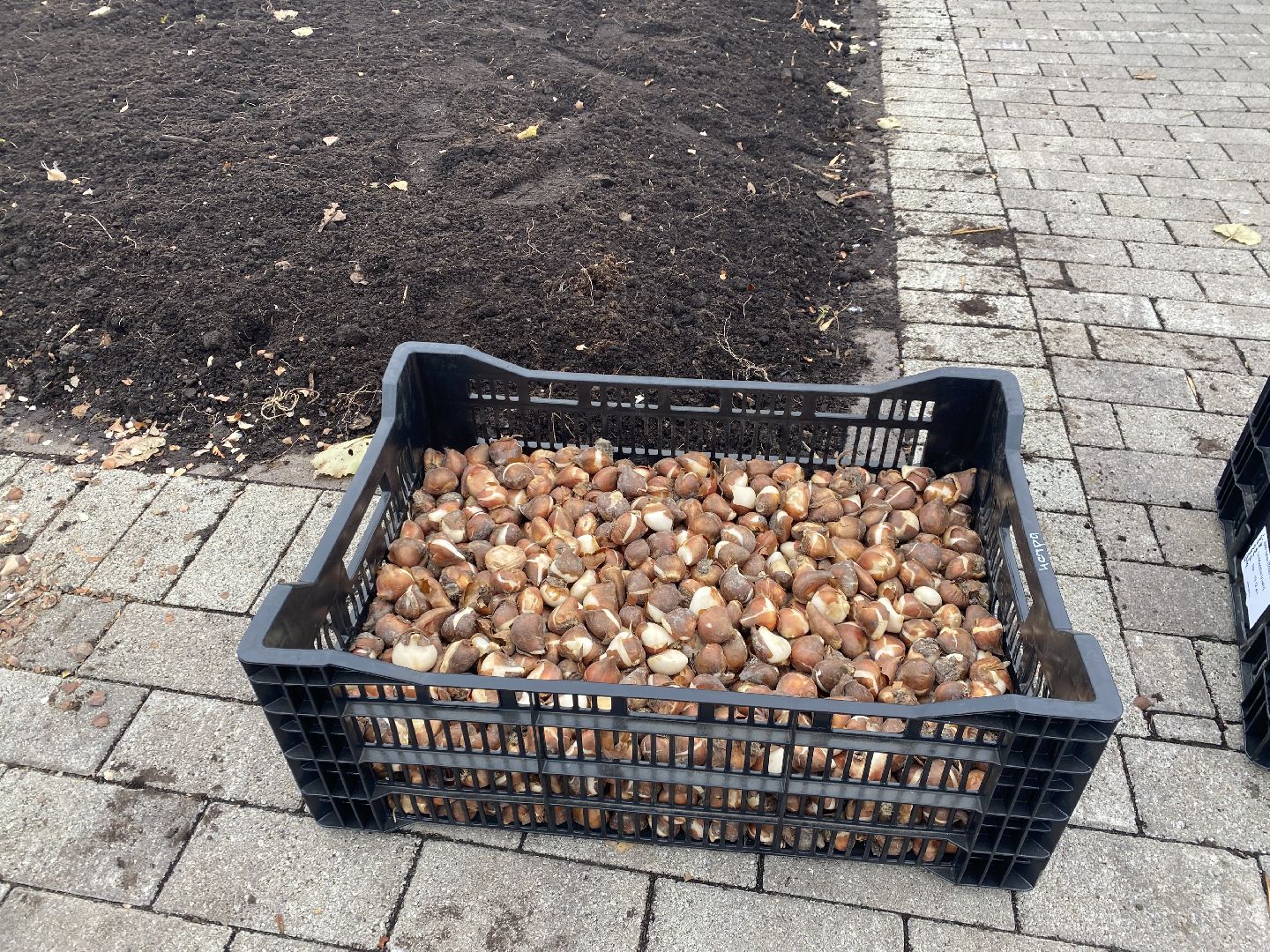 жкх, благоустройство, истра, цветы,