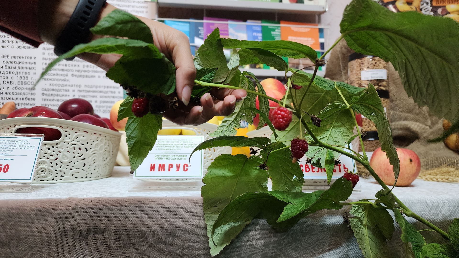 ступино, сельское хозяйство, сельское хозяйство подмосковья,