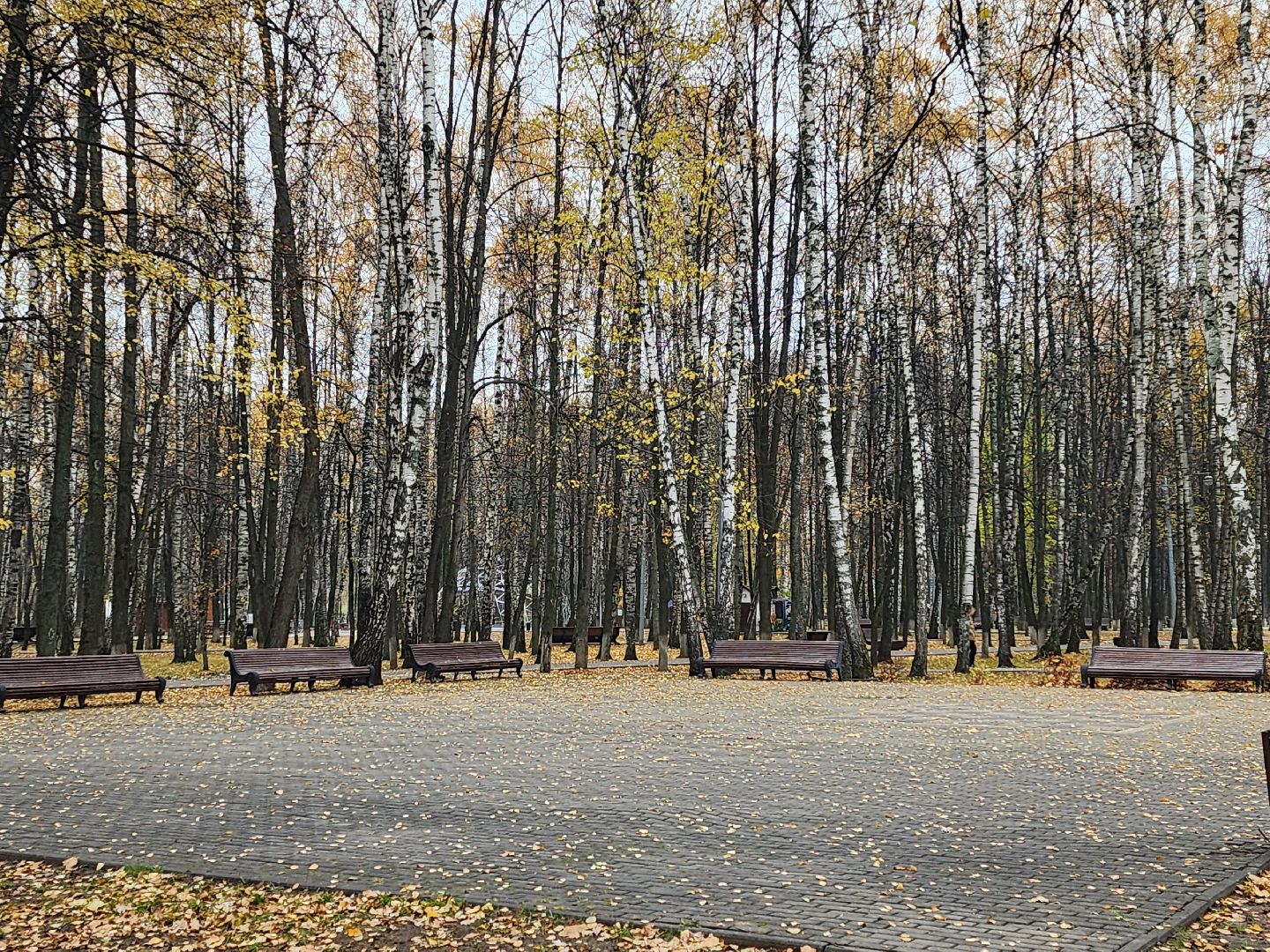 королёв, центральный парк, подготовка к зиме,